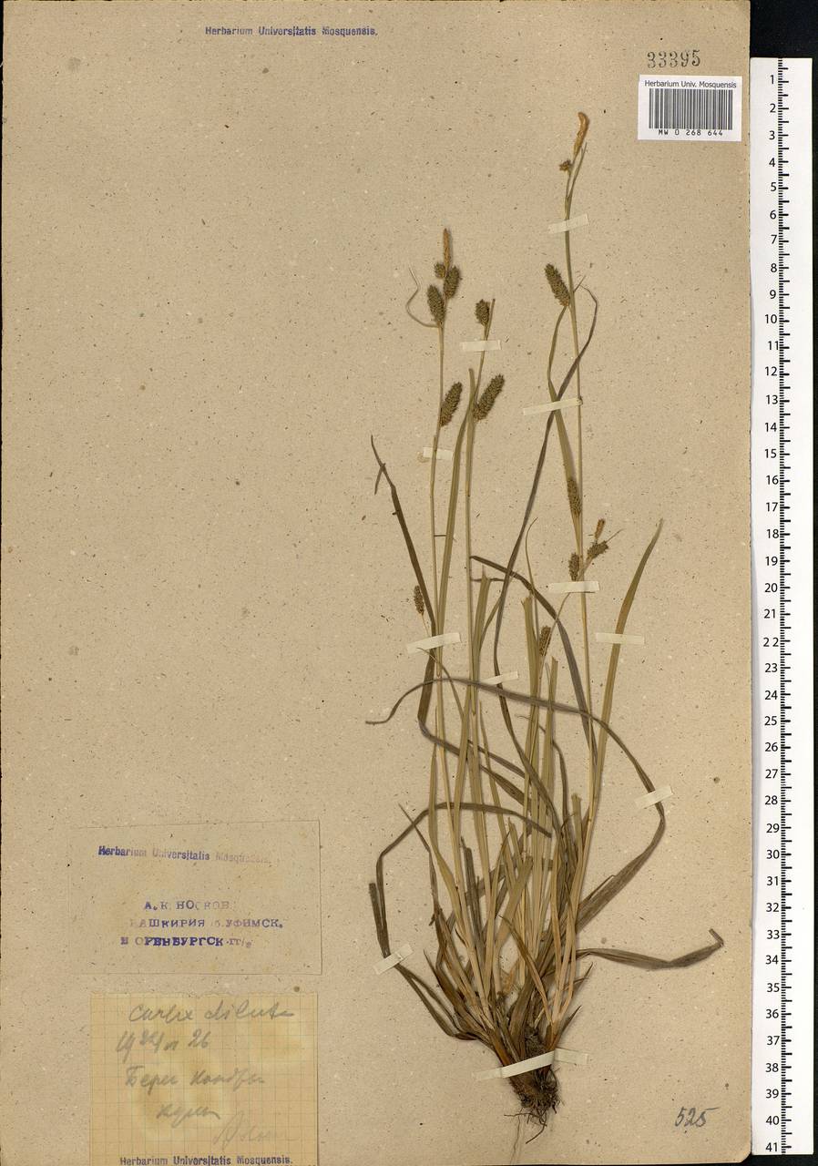 Carex diluta M.Bieb., Eastern Europe, Eastern region (E10) (Russia)