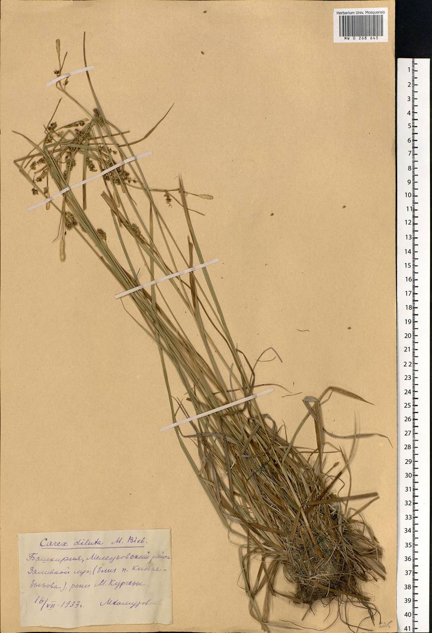 Carex diluta M.Bieb., Eastern Europe, Eastern region (E10) (Russia)