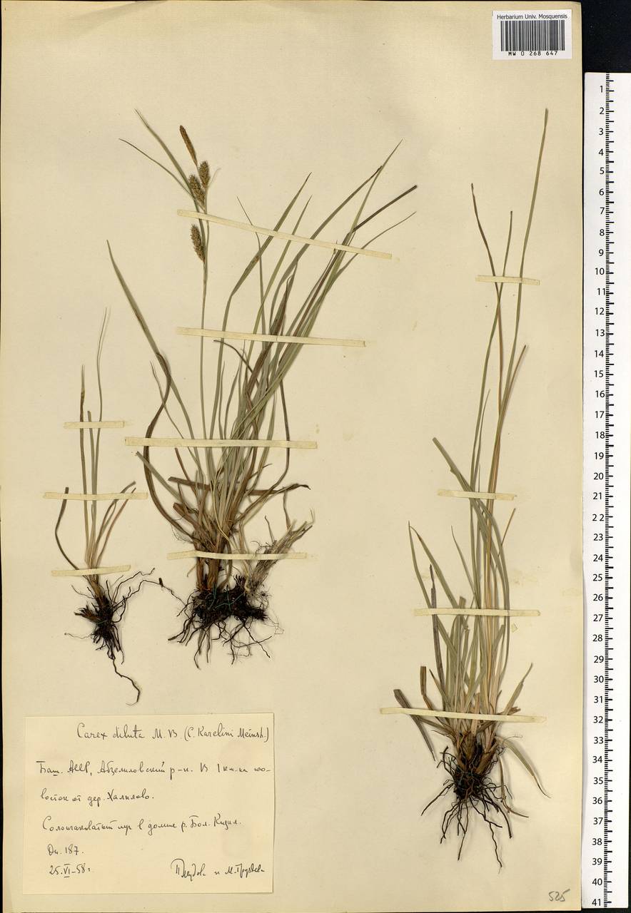 Carex diluta M.Bieb., Eastern Europe, Eastern region (E10) (Russia)
