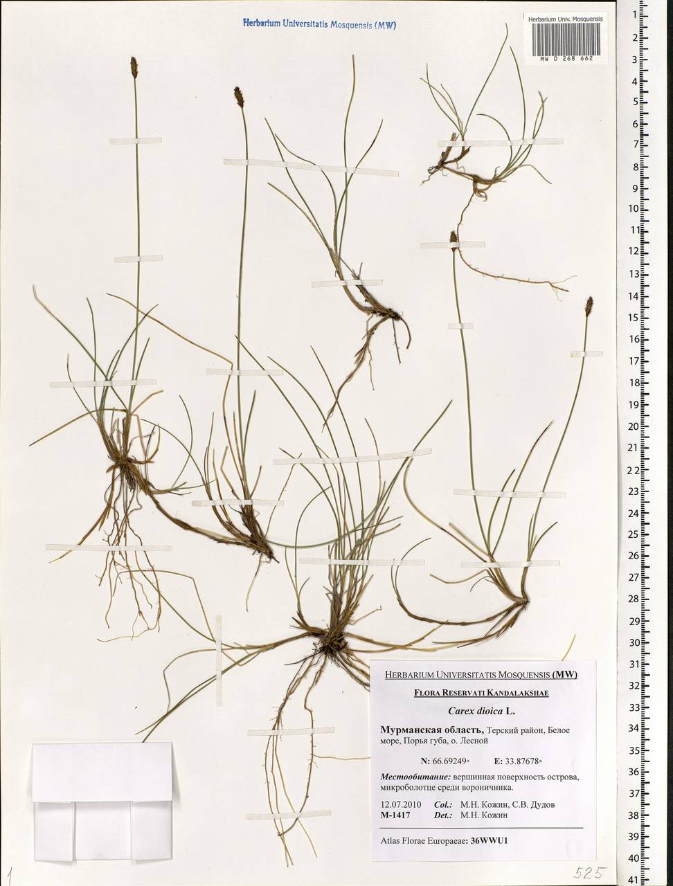 Carex dioica L., Eastern Europe, Northern region (E1) (Russia)