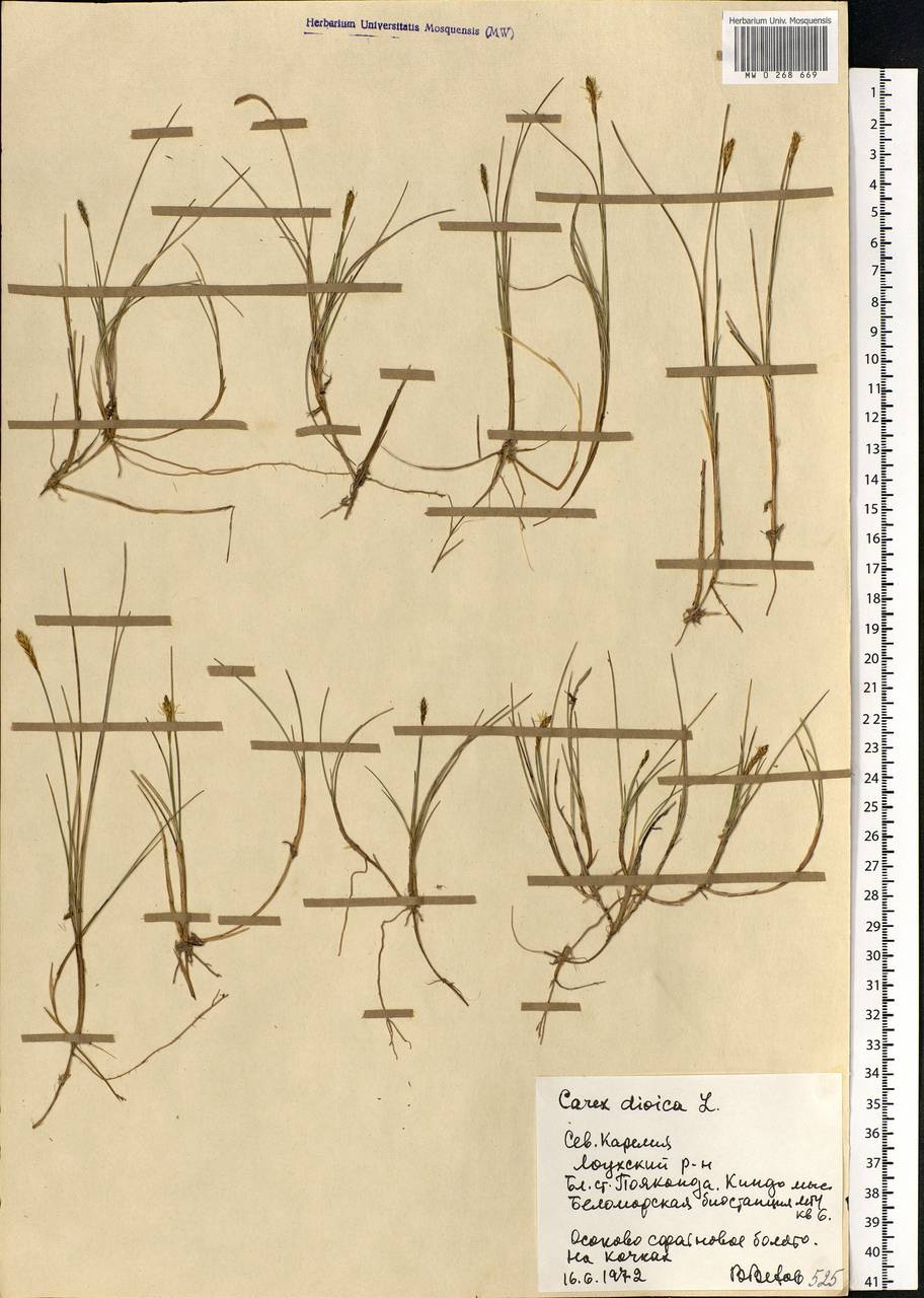 Carex dioica L., Eastern Europe, Northern region (E1) (Russia)