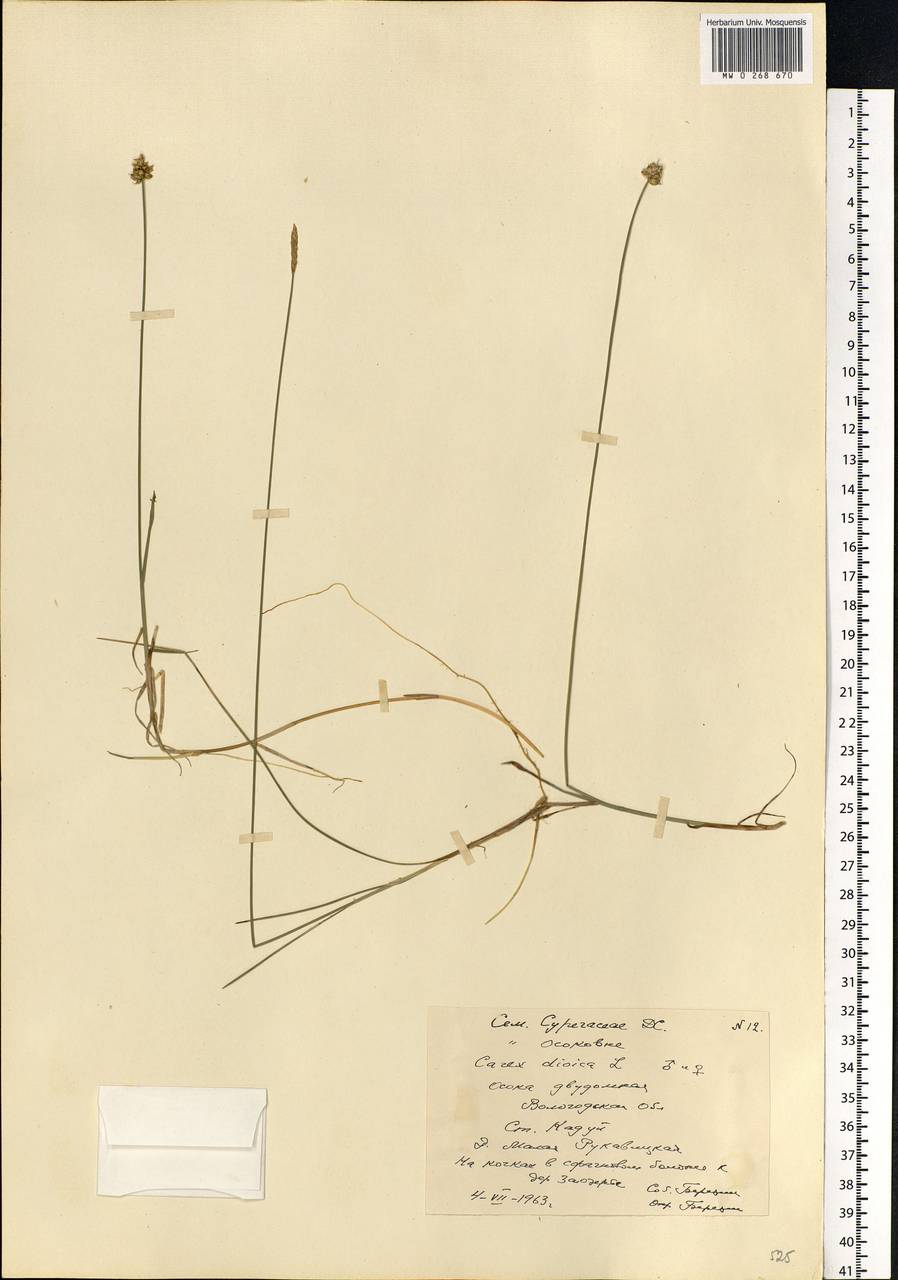 Carex dioica L., Eastern Europe, Northern region (E1) (Russia)