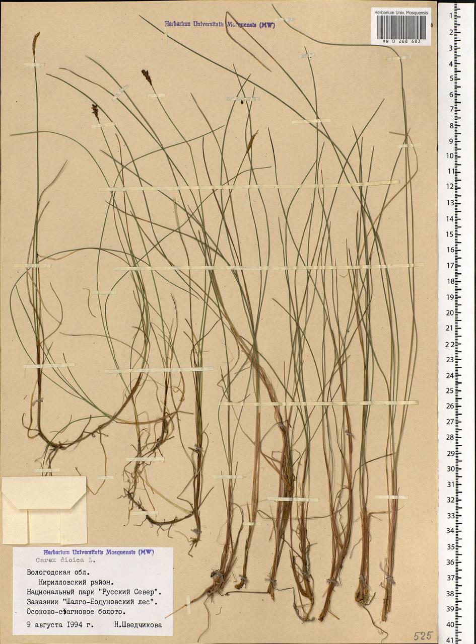 Carex dioica L., Eastern Europe, Northern region (E1) (Russia)