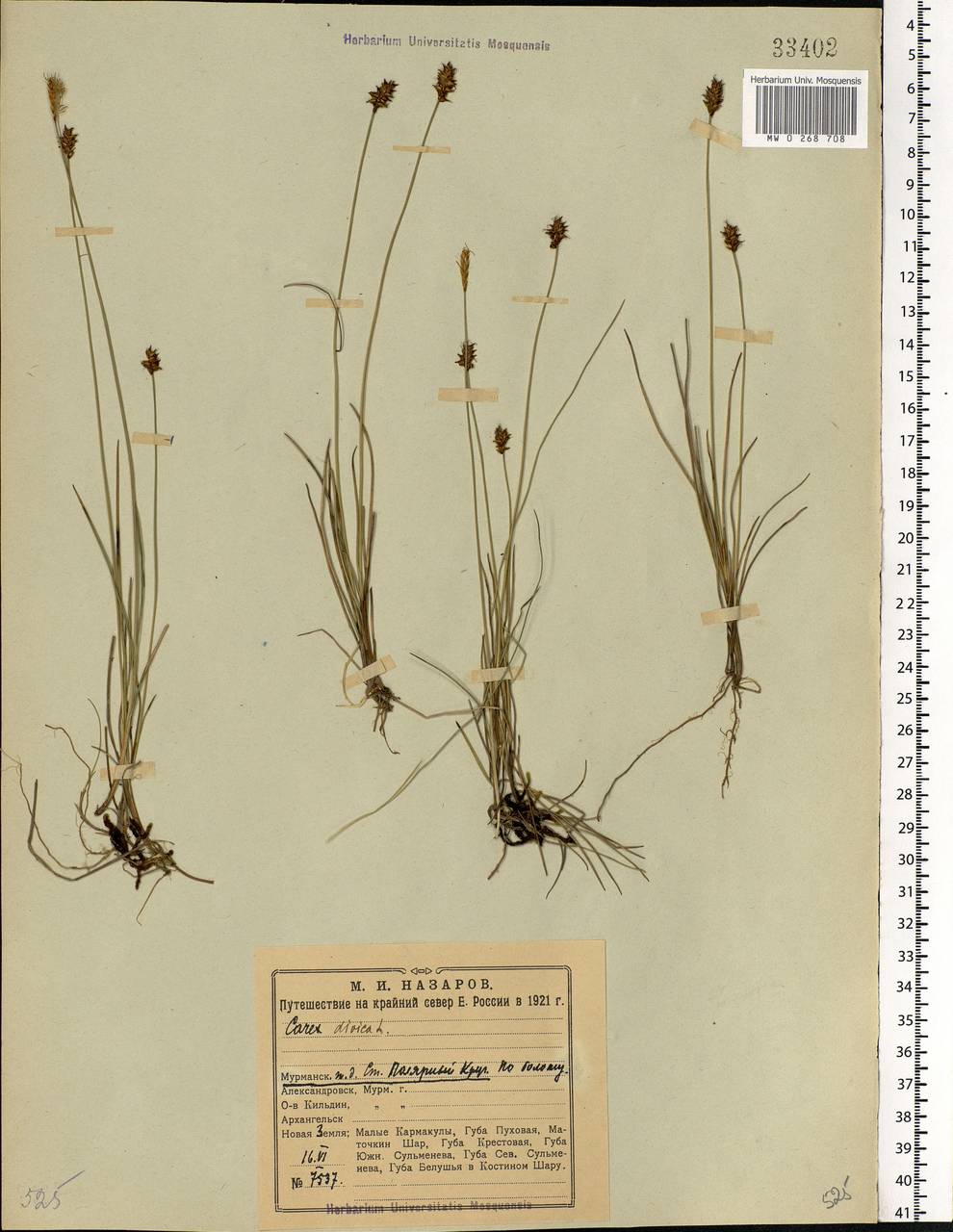 Carex dioica L., Eastern Europe, Northern region (E1) (Russia)