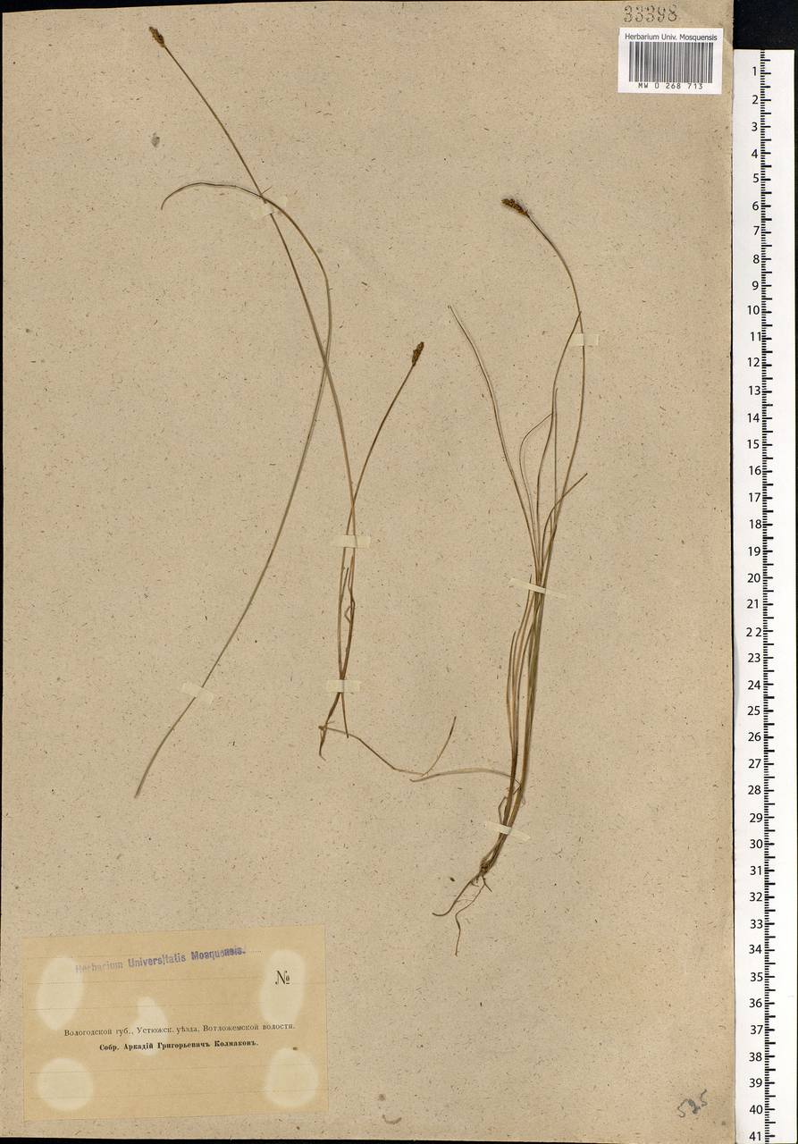 Carex dioica L., Eastern Europe, Northern region (E1) (Russia)