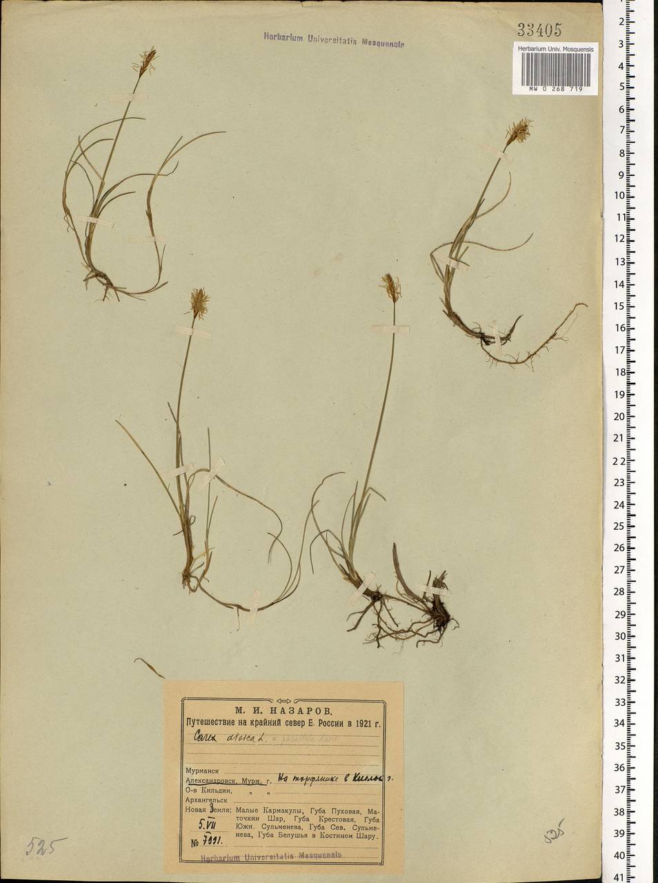 Carex dioica L., Eastern Europe, Northern region (E1) (Russia)