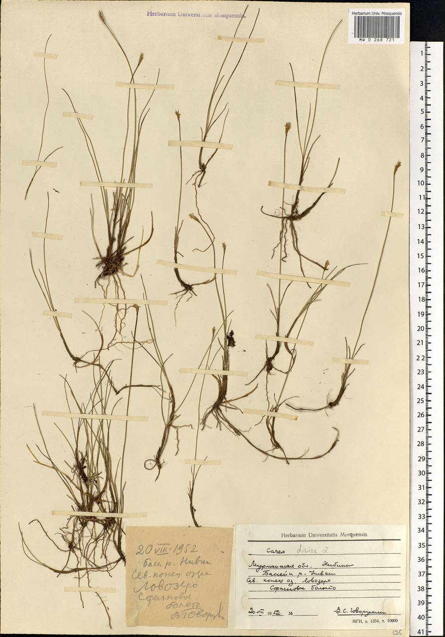 Carex dioica L., Eastern Europe, Northern region (E1) (Russia)
