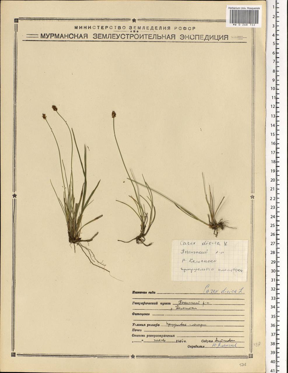 Carex dioica L., Eastern Europe, Northern region (E1) (Russia)