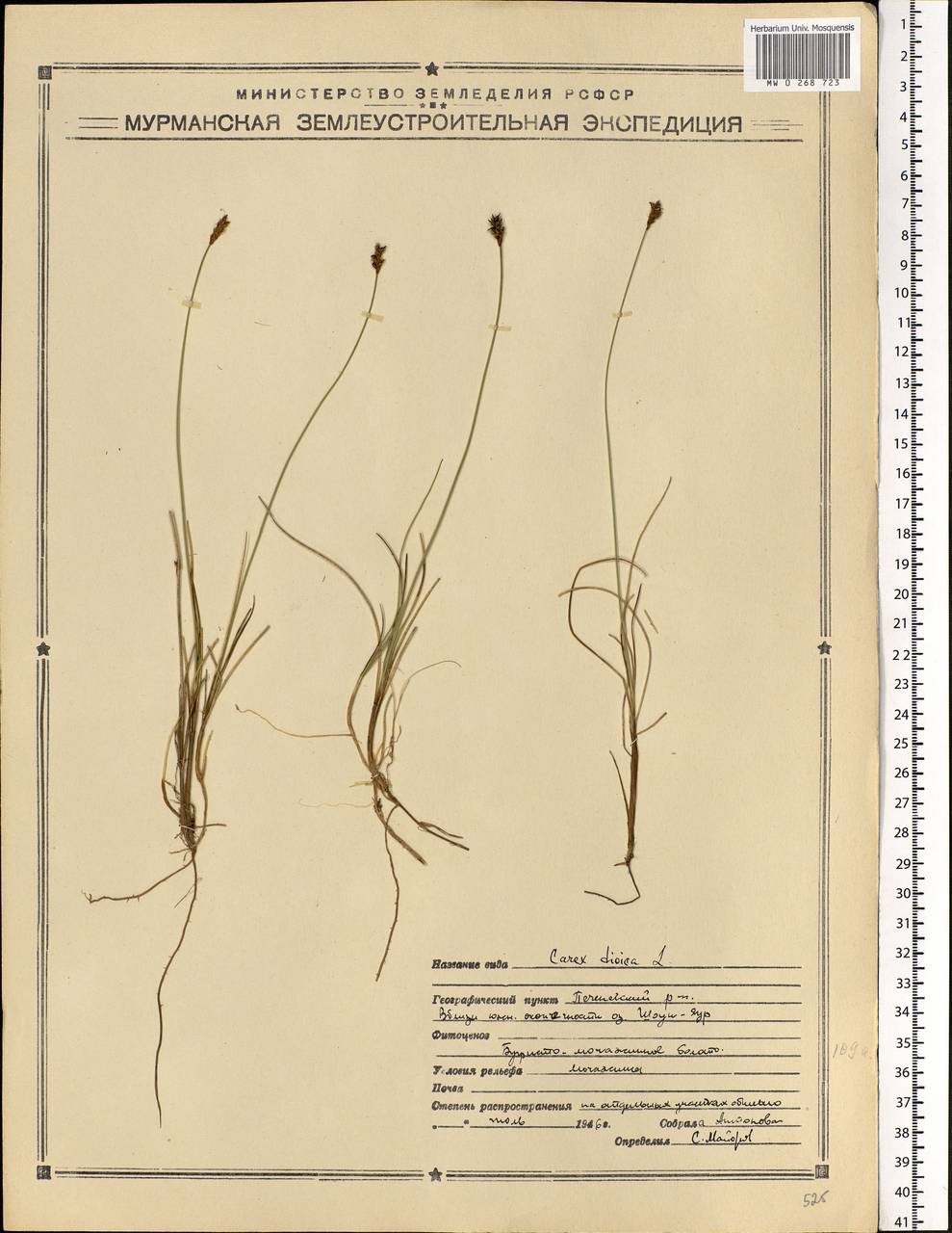 Carex dioica L., Eastern Europe, Northern region (E1) (Russia)