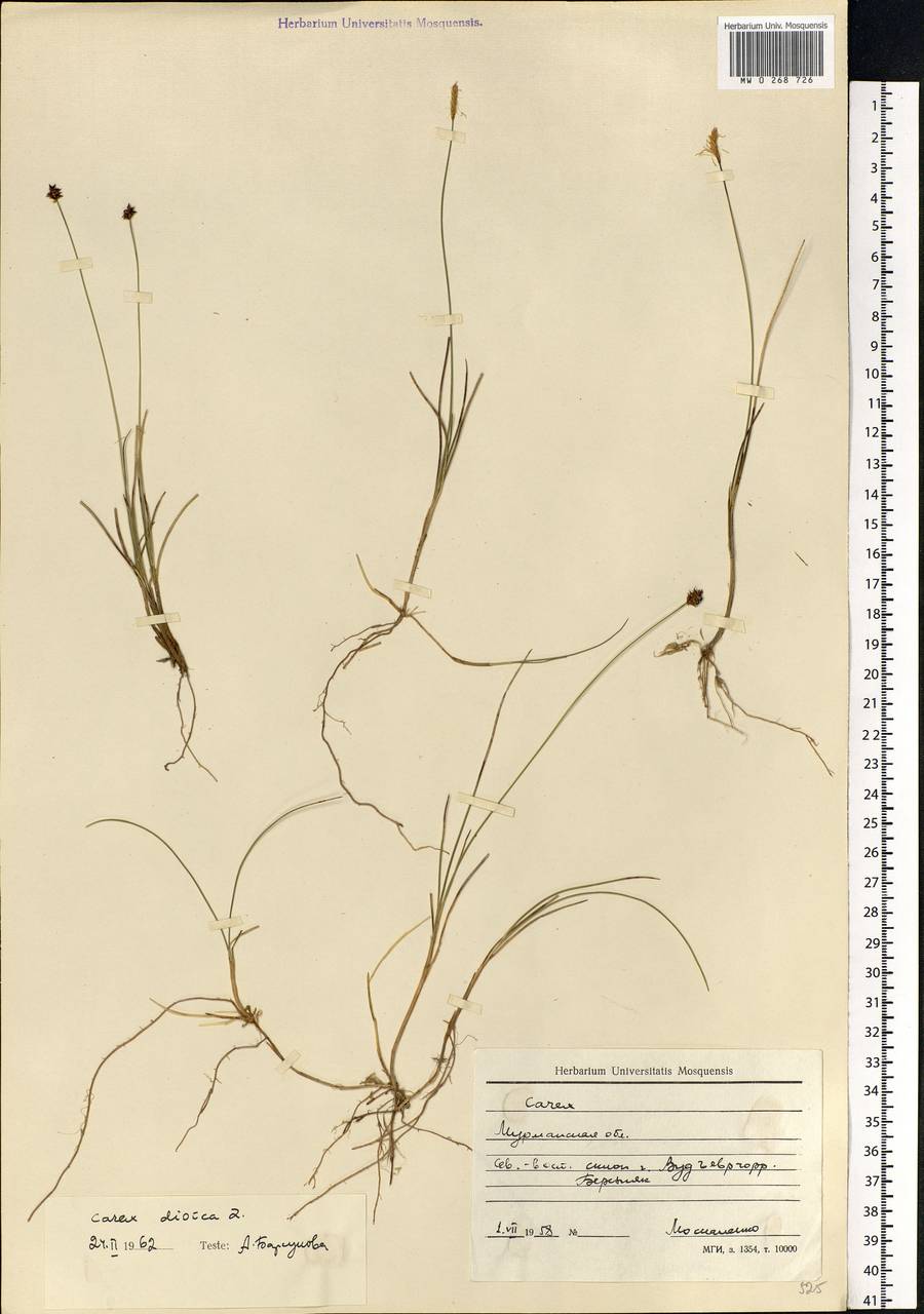 Carex dioica L., Eastern Europe, Northern region (E1) (Russia)