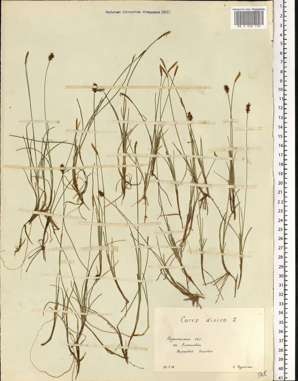 Carex dioica L., Eastern Europe, Northern region (E1) (Russia)