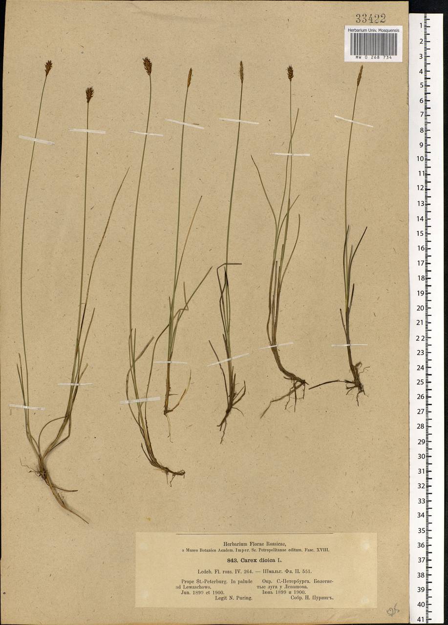 Carex dioica L., Eastern Europe, North-Western region (E2) (Russia)