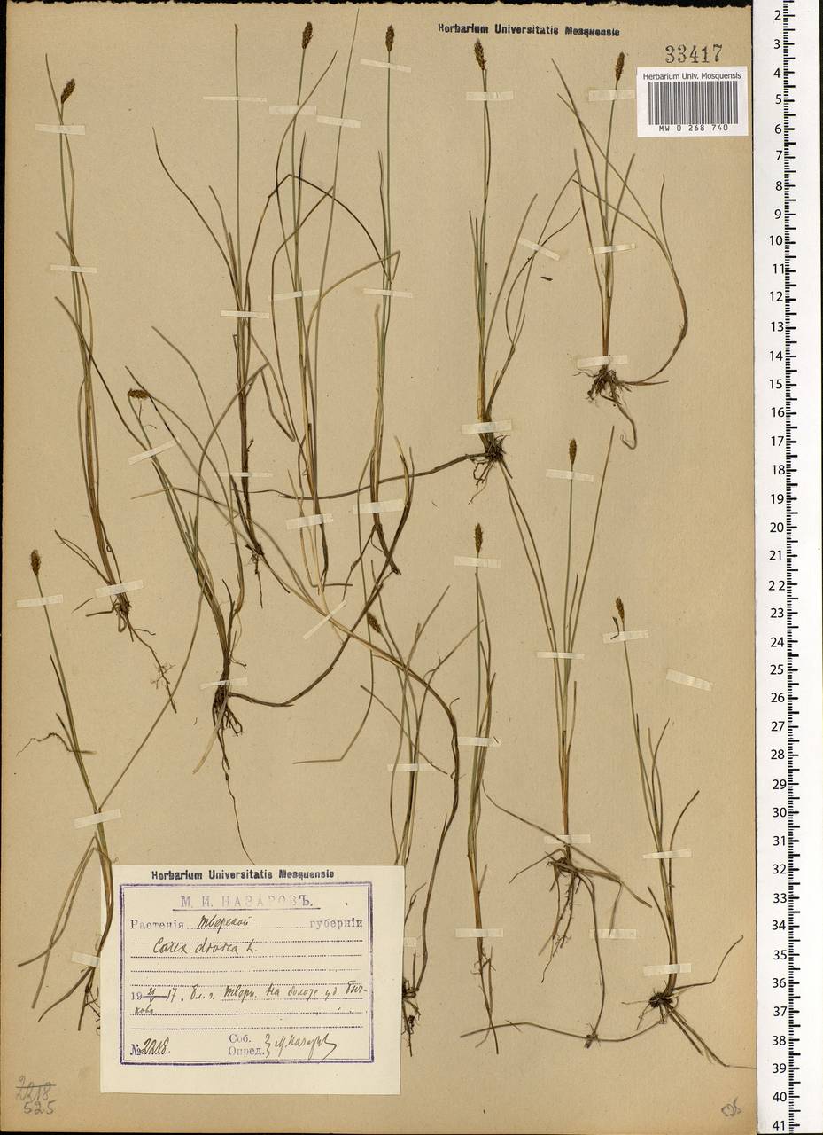 Carex dioica L., Eastern Europe, North-Western region (E2) (Russia)