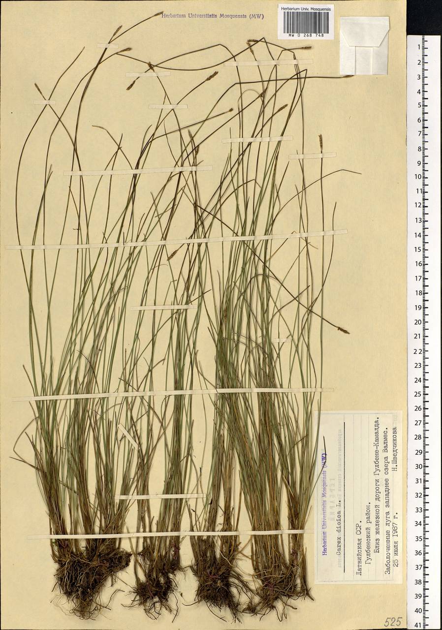 Carex dioica L., Eastern Europe, Latvia (E2b) (Latvia)