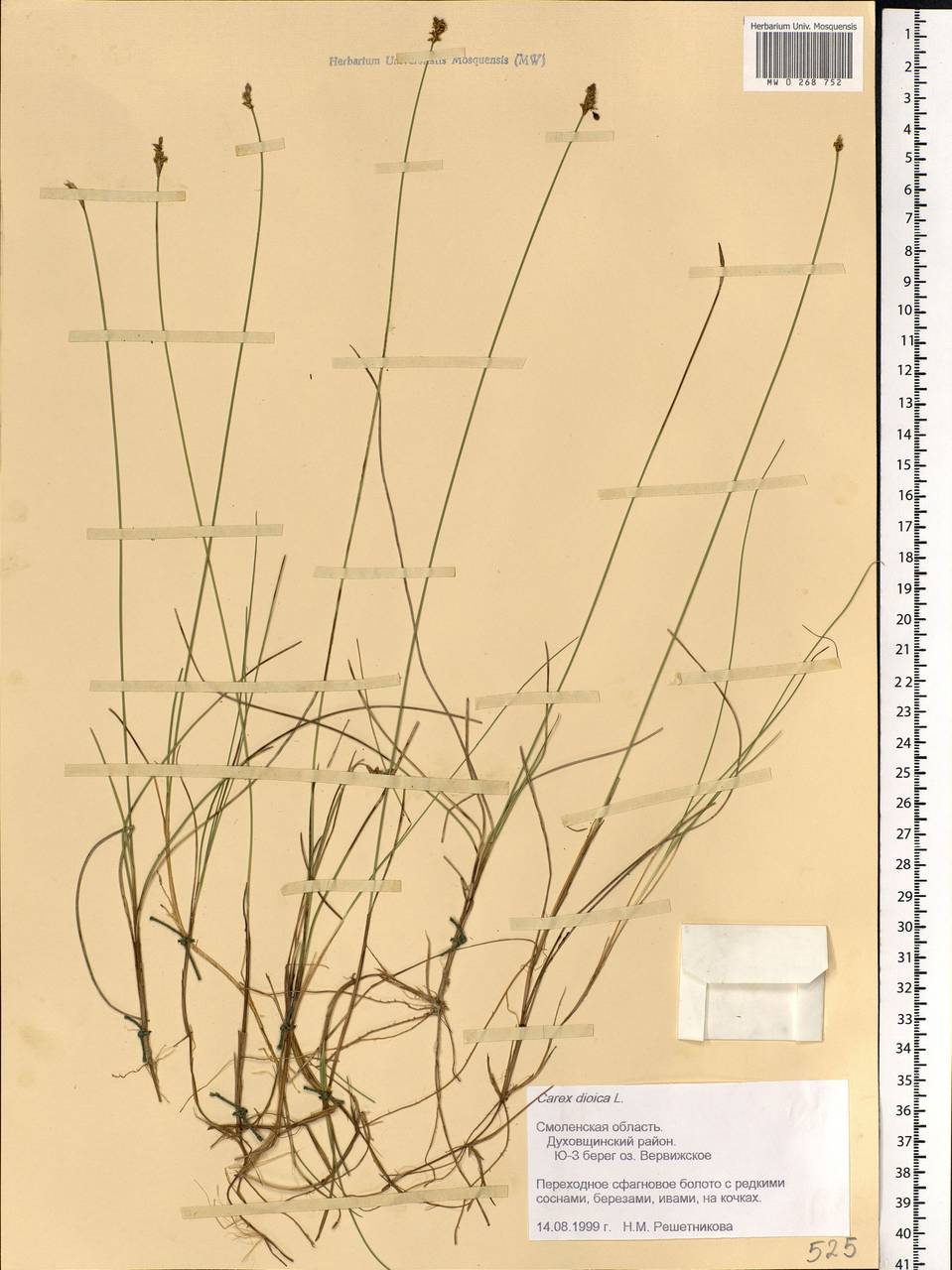 Carex dioica L., Eastern Europe, Western region (E3) (Russia)