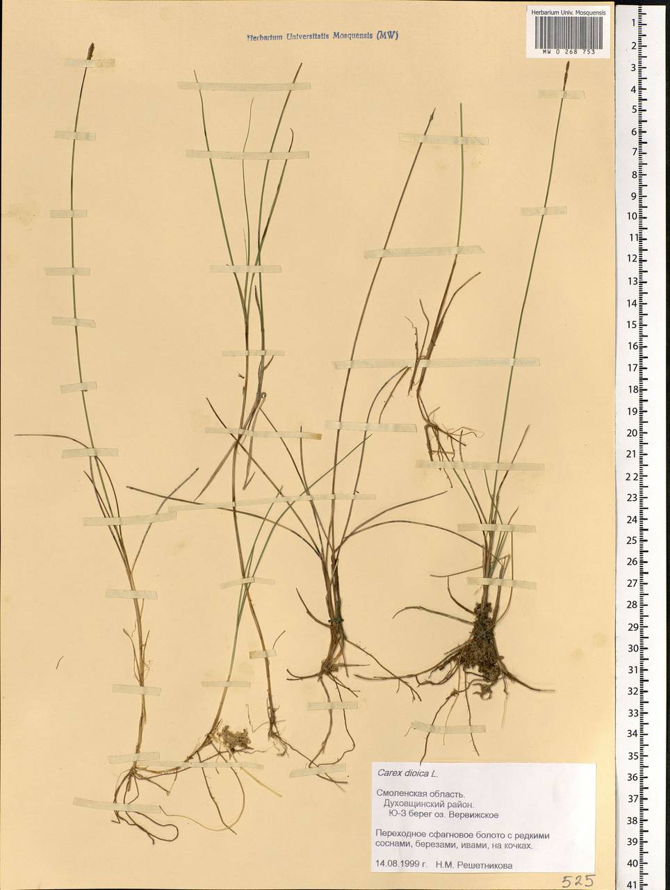 Carex dioica L., Eastern Europe, Western region (E3) (Russia)