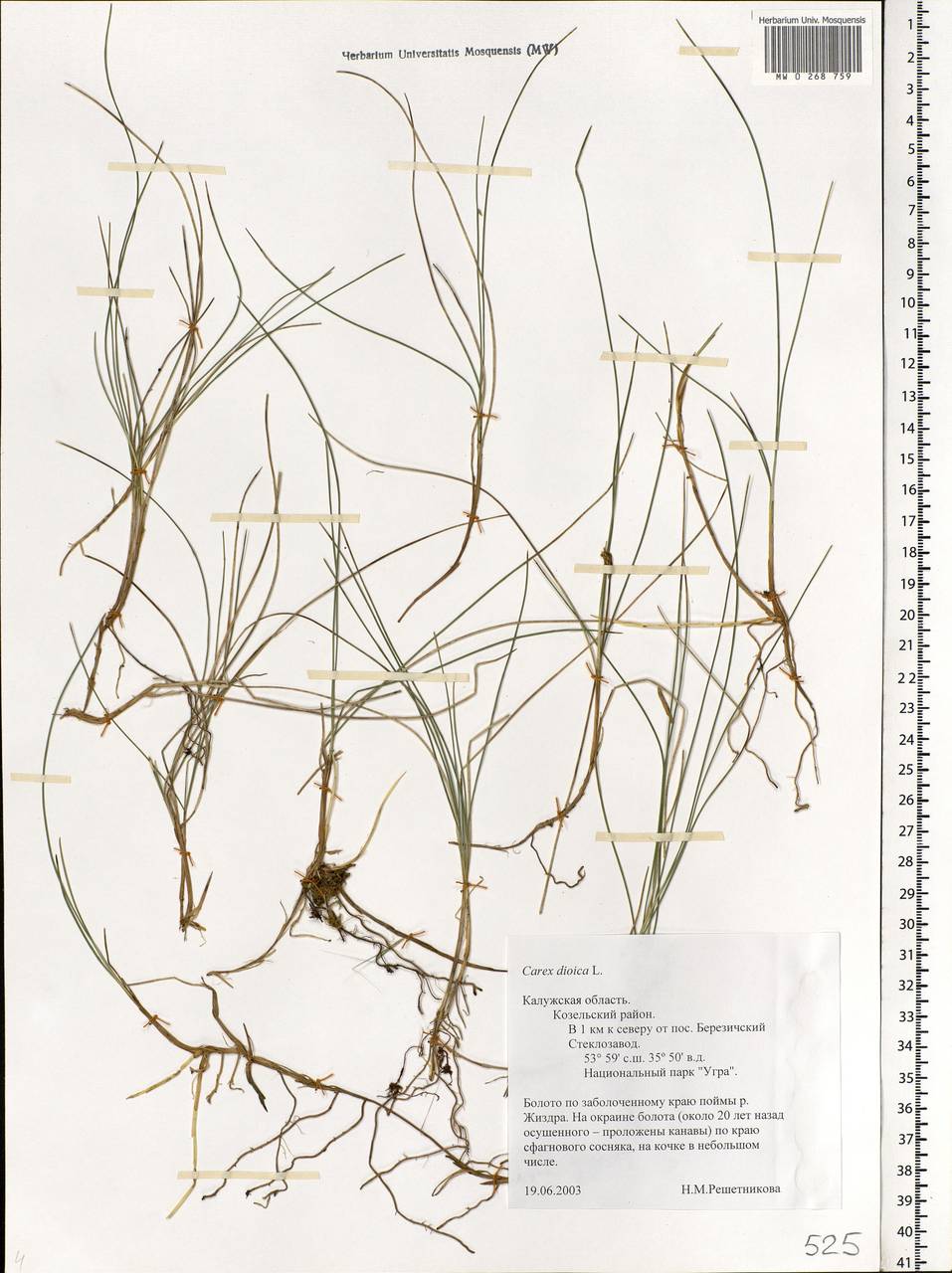 Carex dioica L., Eastern Europe, Central region (E4) (Russia)