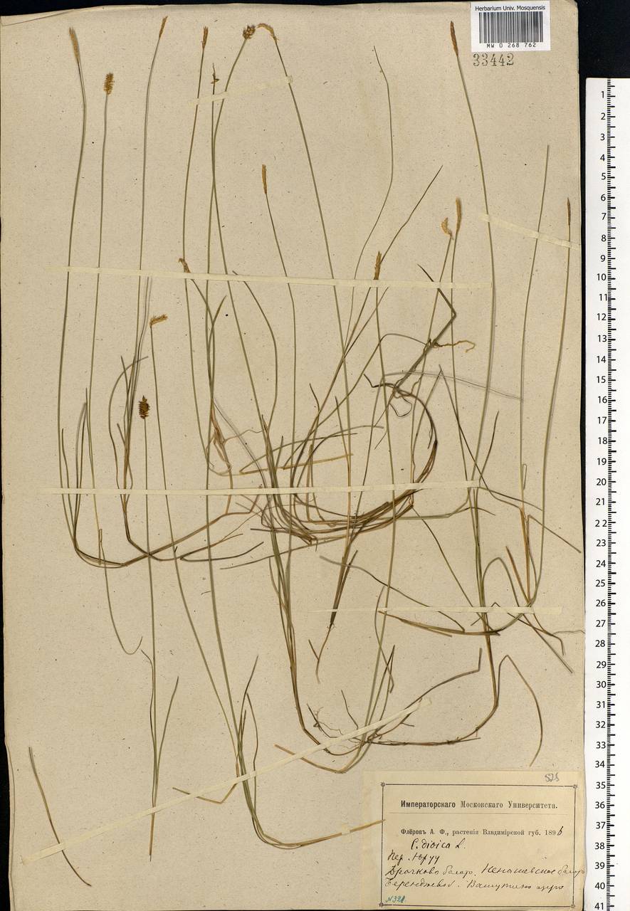 Carex dioica L., Eastern Europe, Central forest region (E5) (Russia)