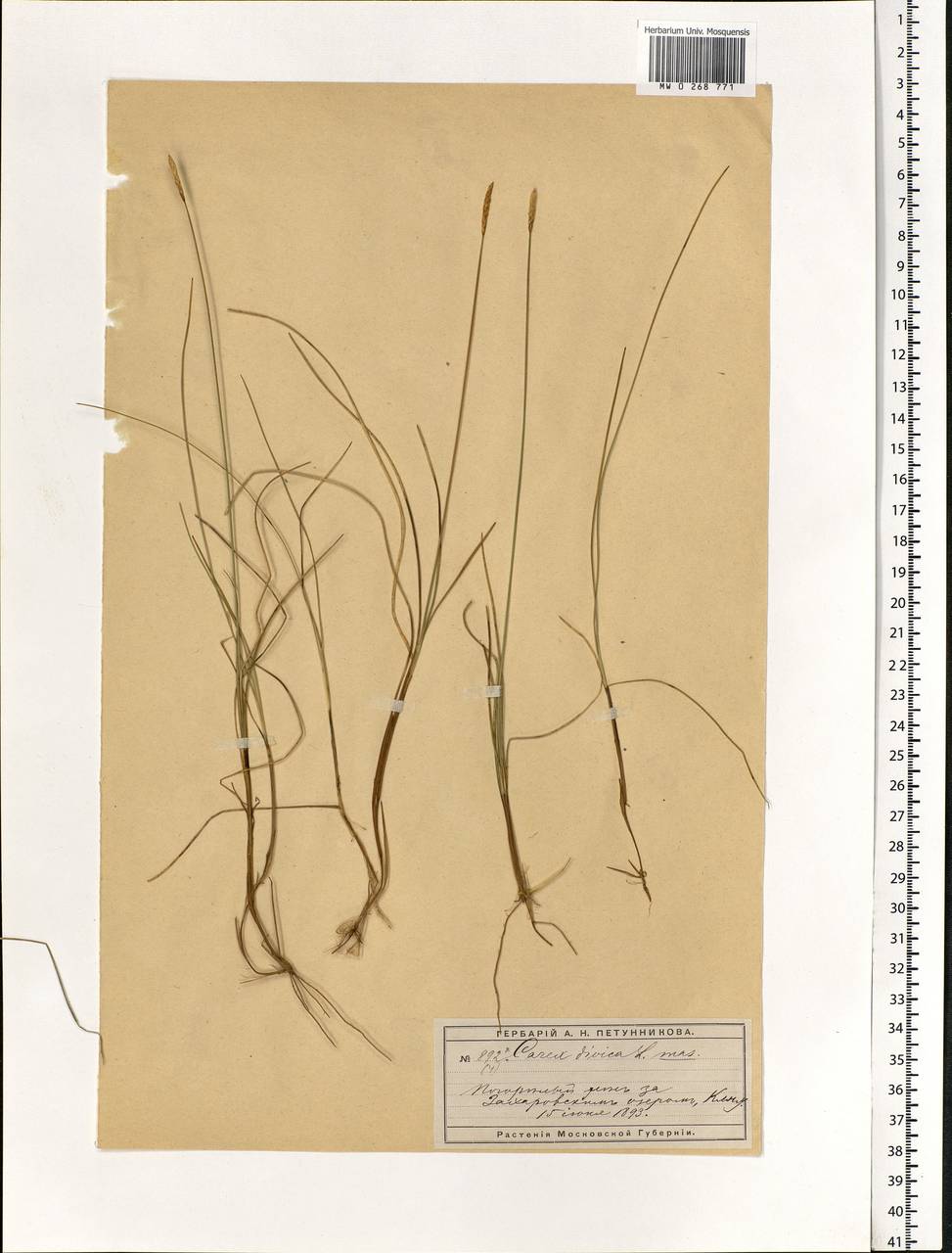 Carex dioica L., Eastern Europe, Moscow region (E4a) (Russia)