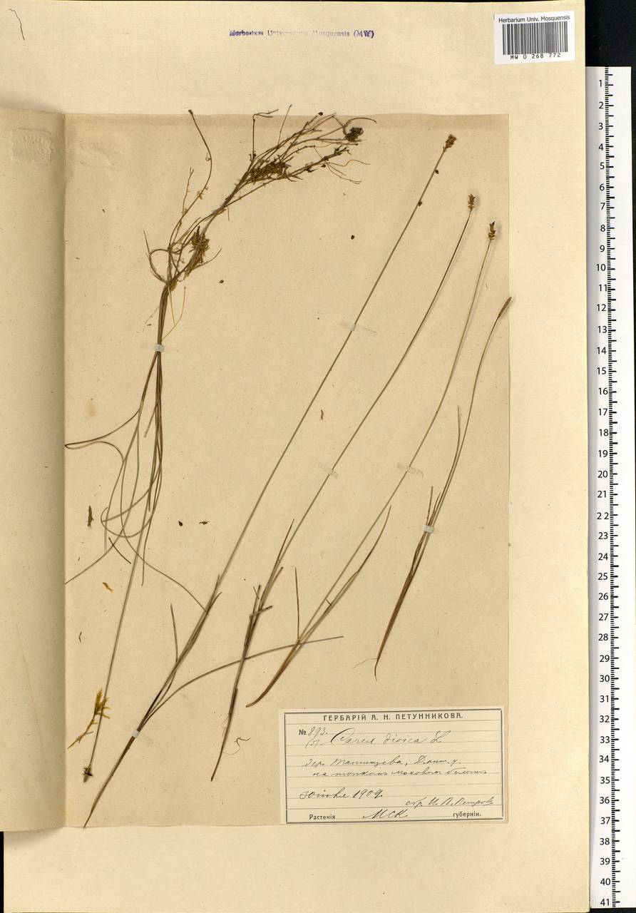 Carex dioica L., Eastern Europe, Moscow region (E4a) (Russia)