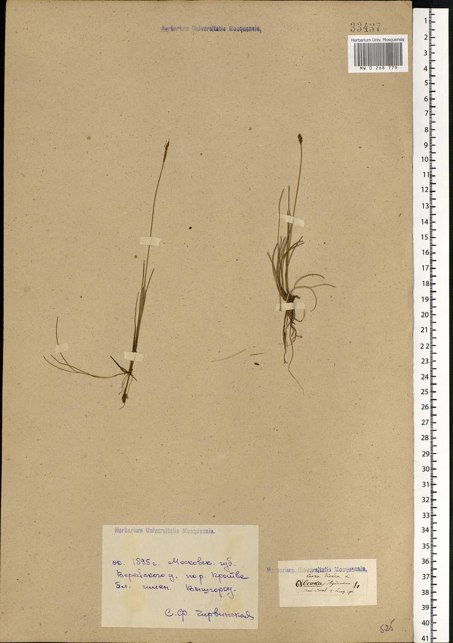 Carex dioica L., Eastern Europe, Moscow region (E4a) (Russia)