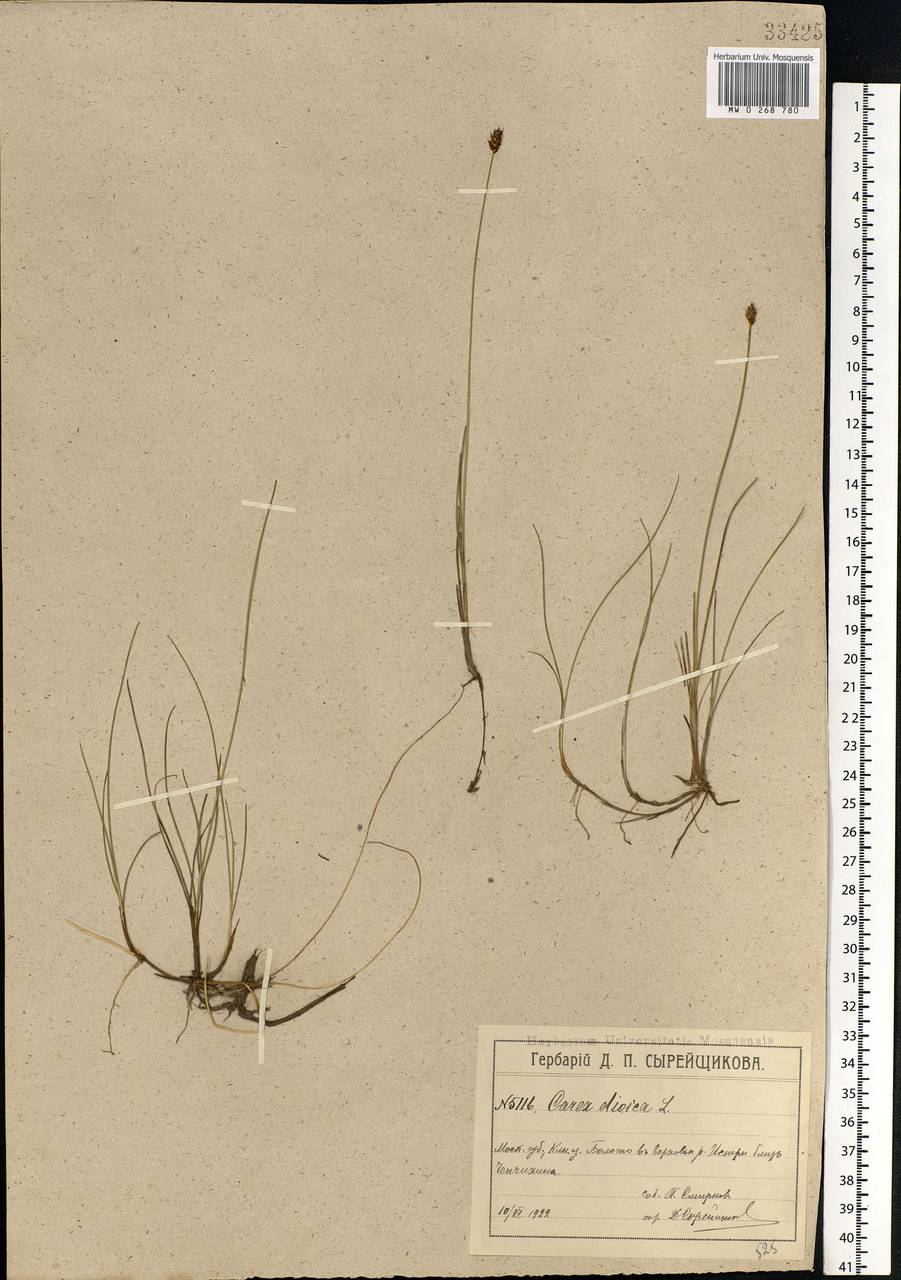 Carex dioica L., Eastern Europe, Moscow region (E4a) (Russia)