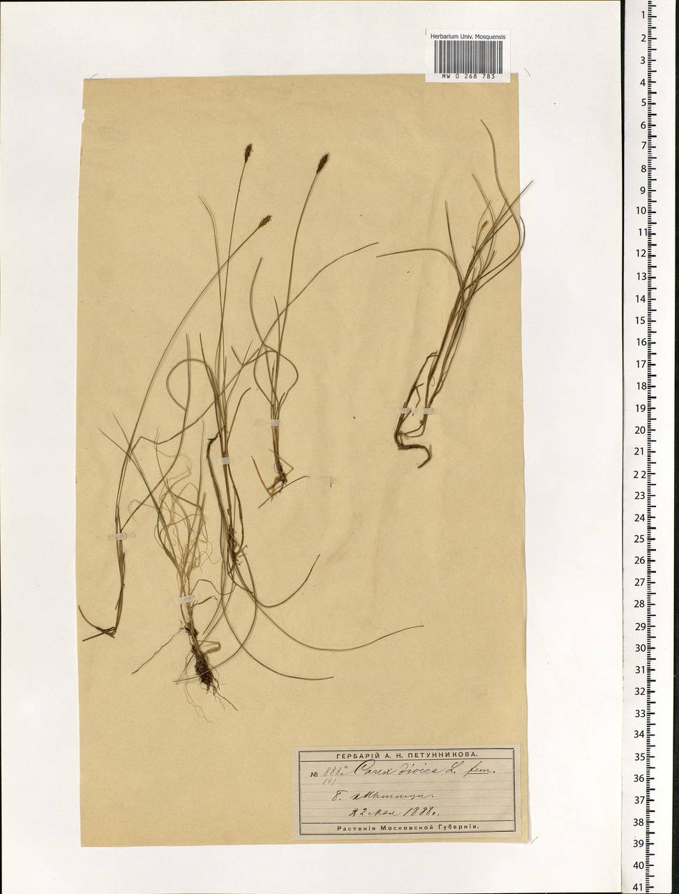 Carex dioica L., Eastern Europe, Moscow region (E4a) (Russia)