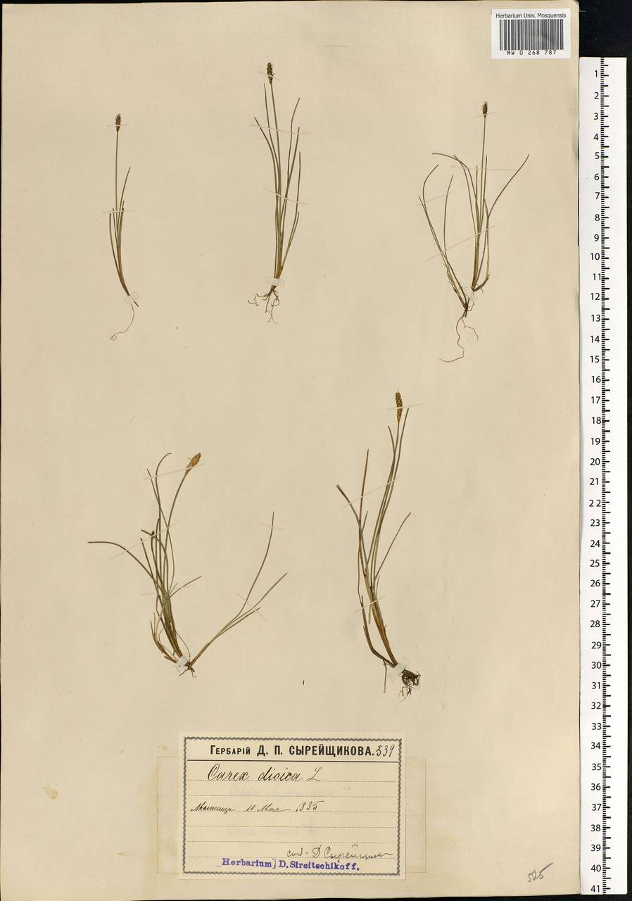 Carex dioica L., Eastern Europe, Moscow region (E4a) (Russia)