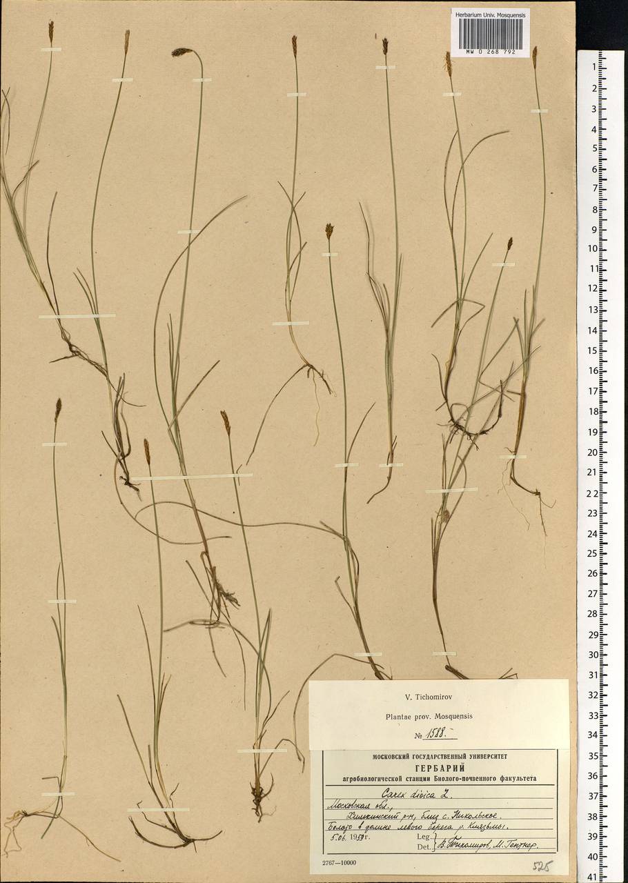 Carex dioica L., Eastern Europe, Moscow region (E4a) (Russia)