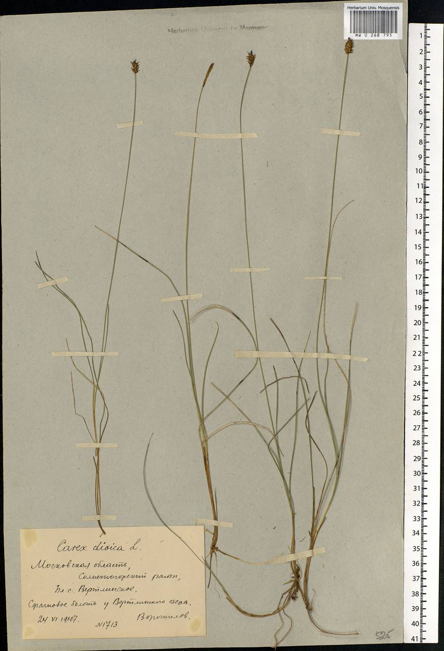 Carex dioica L., Eastern Europe, Moscow region (E4a) (Russia)