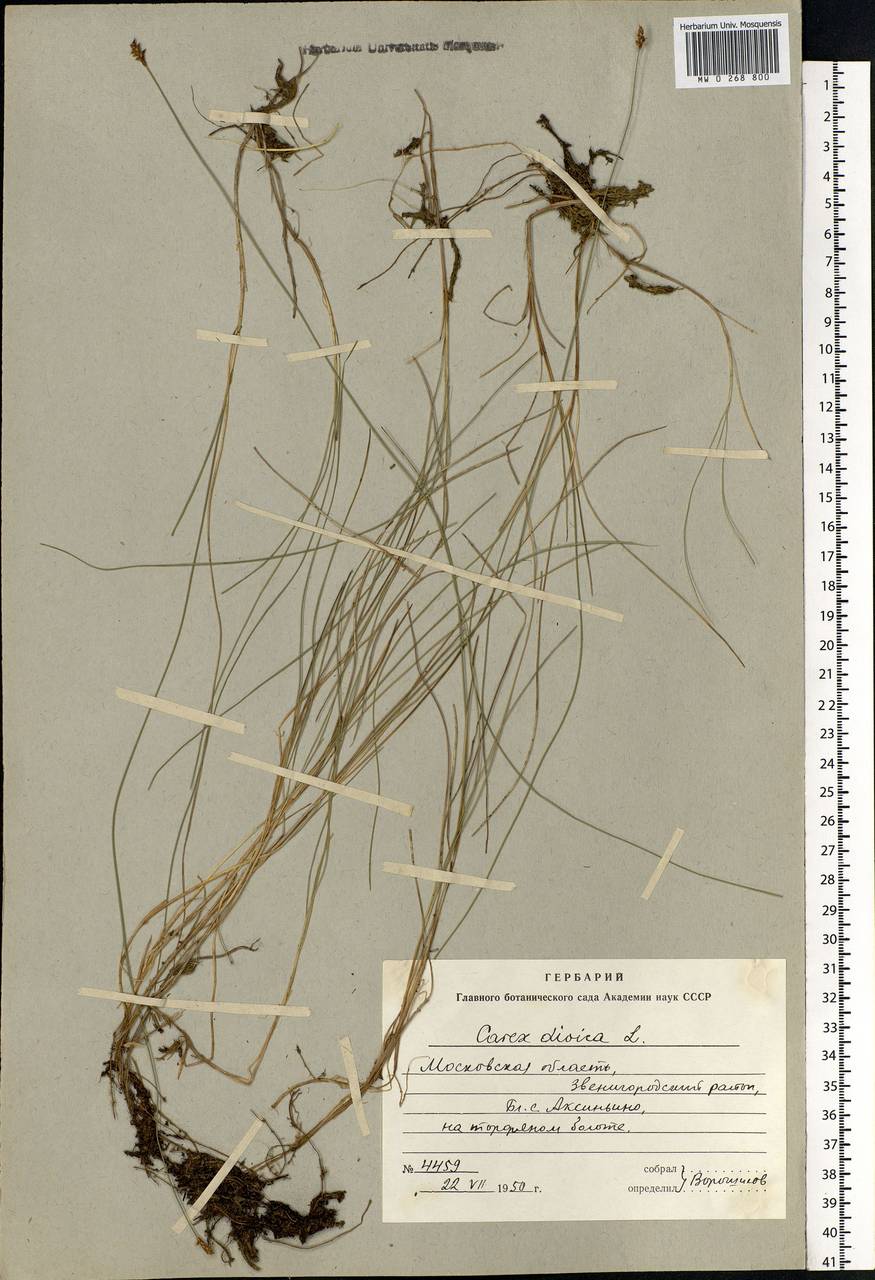 Carex dioica L., Eastern Europe, Moscow region (E4a) (Russia)