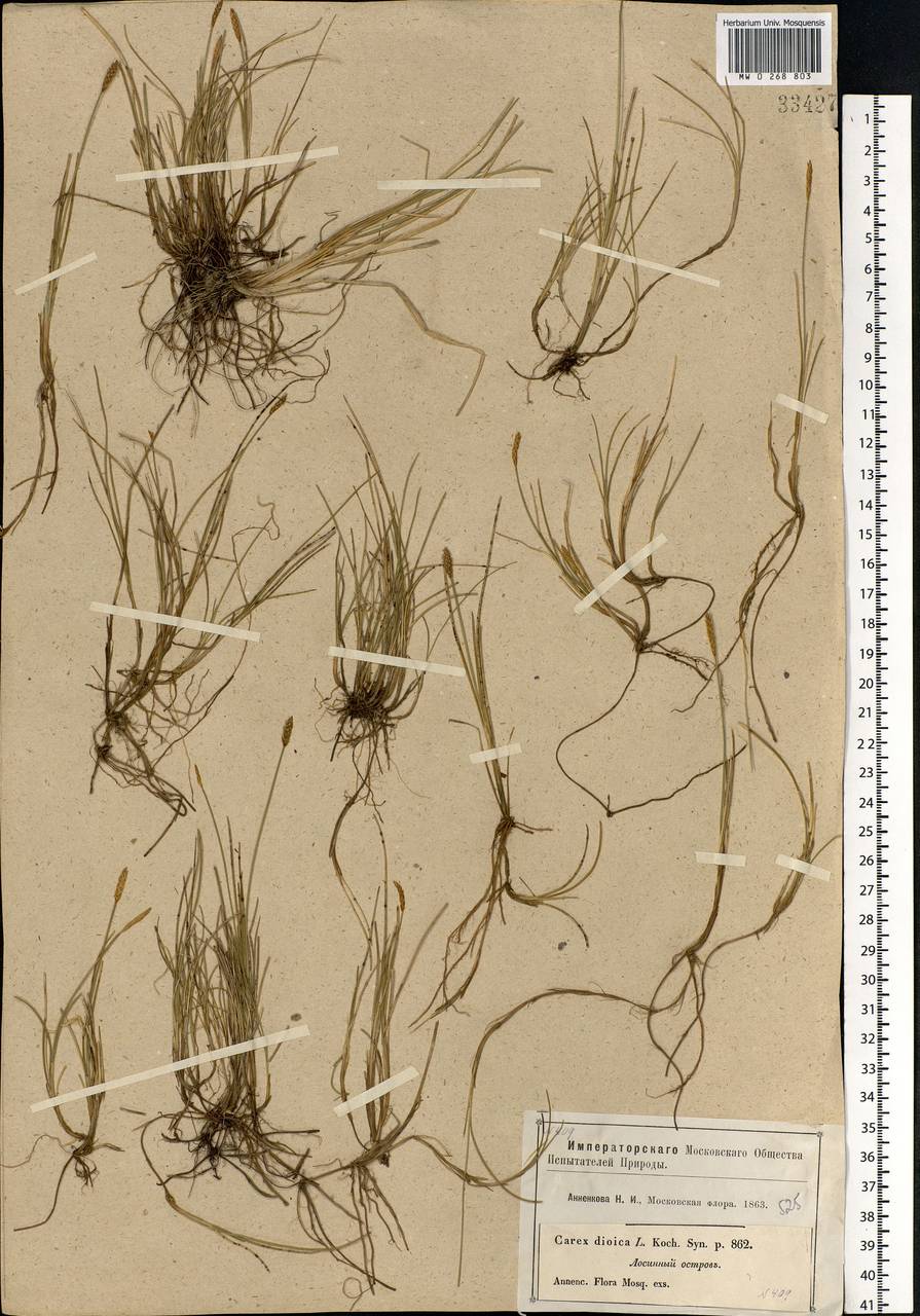 Carex dioica L., Eastern Europe, Moscow region (E4a) (Russia)