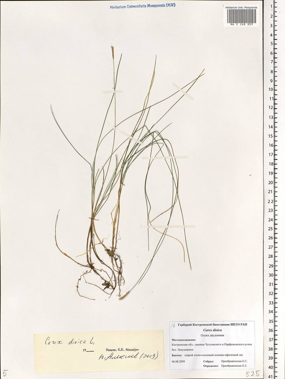 Carex dioica L., Eastern Europe, Central forest region (E5) (Russia)