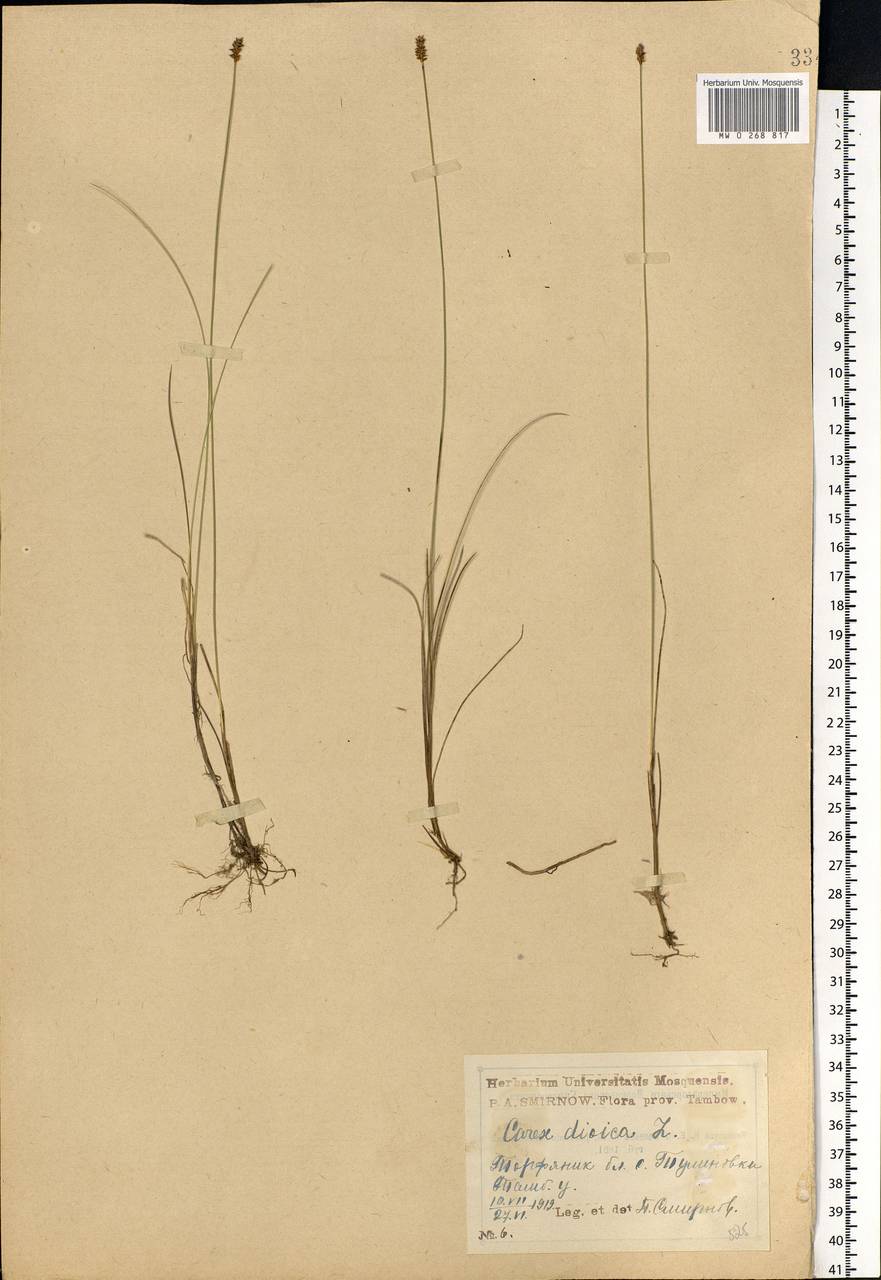 Carex dioica L., Eastern Europe, Central forest-and-steppe region (E6) (Russia)