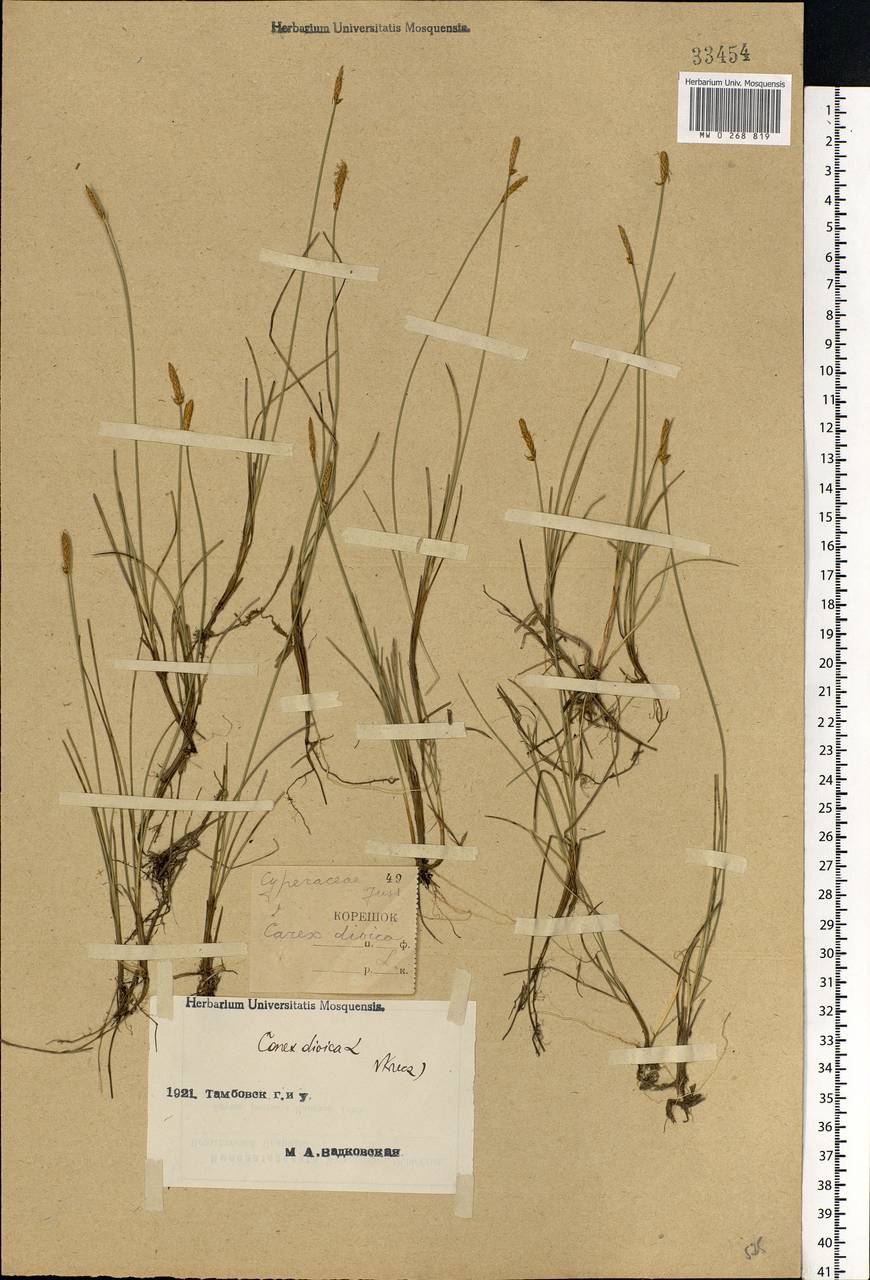 Carex dioica L., Eastern Europe, Central forest-and-steppe region (E6) (Russia)