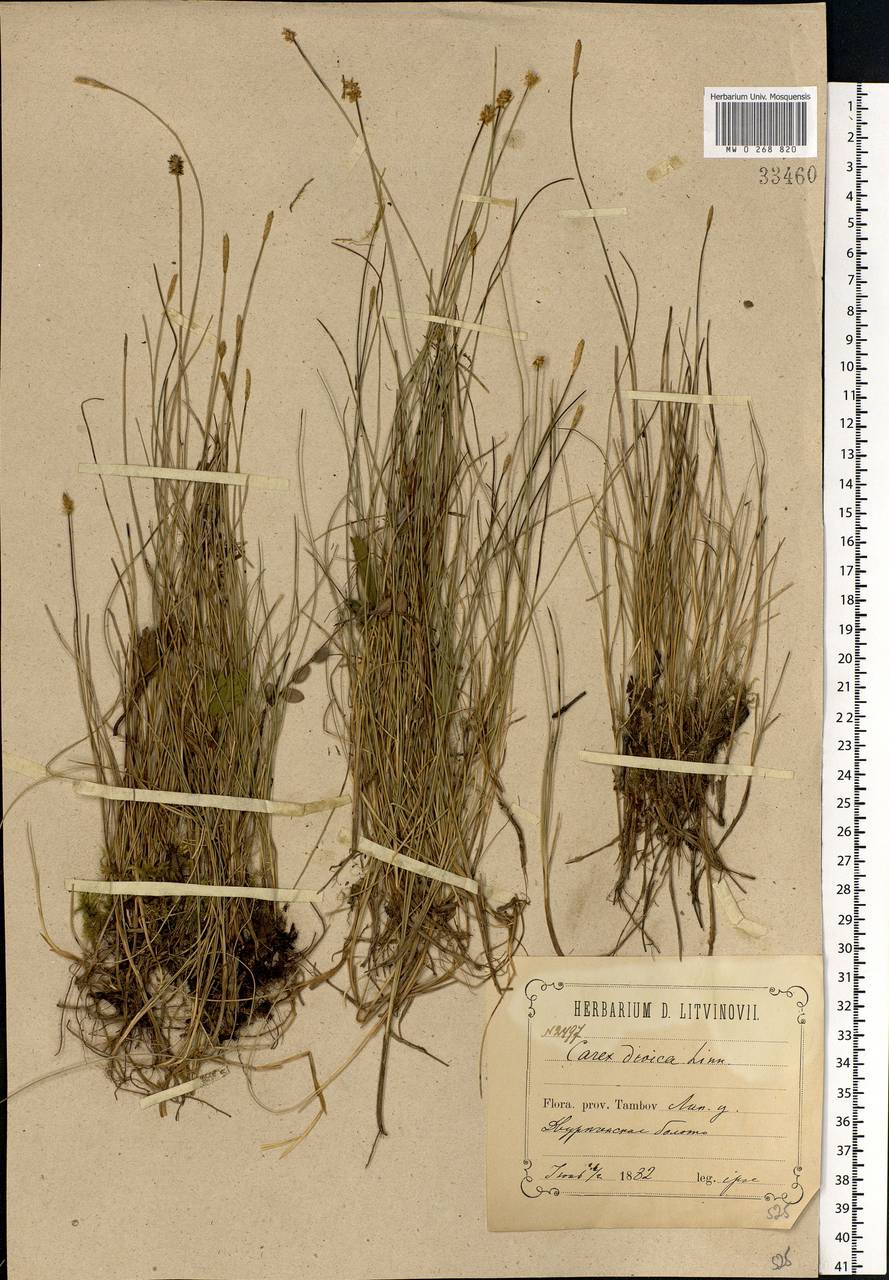 Carex dioica L., Eastern Europe, Central forest-and-steppe region (E6) (Russia)
