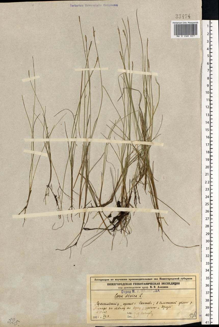 Carex dioica L., Eastern Europe, Volga-Kama region (E7) (Russia)