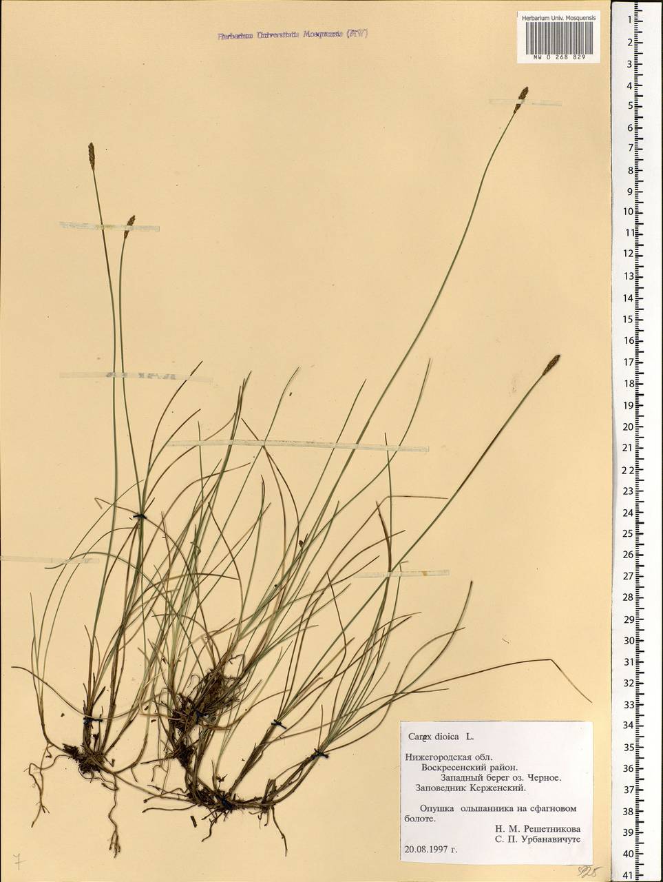 Carex dioica L., Eastern Europe, Volga-Kama region (E7) (Russia)