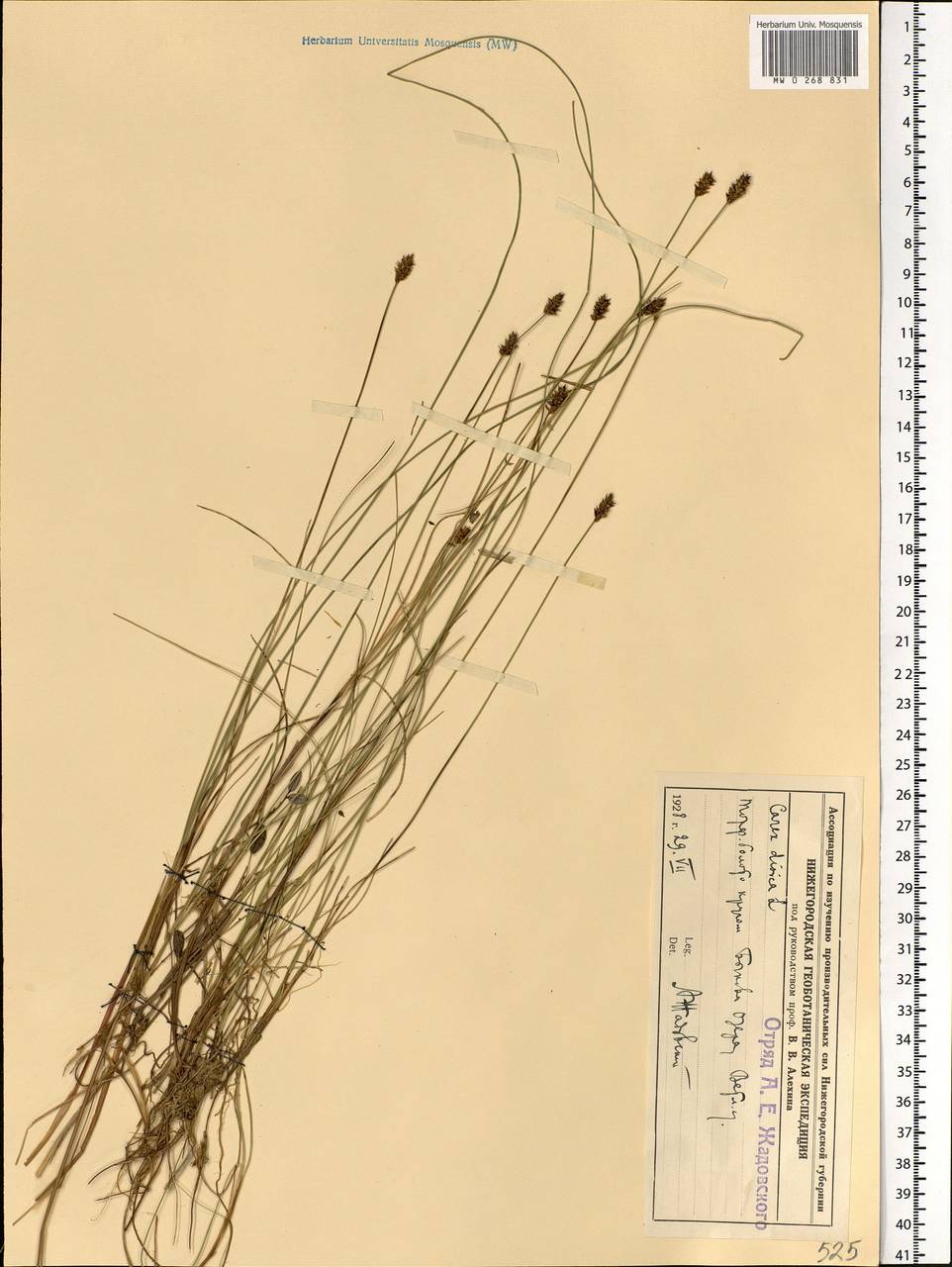 Carex dioica L., Eastern Europe, Volga-Kama region (E7) (Russia)