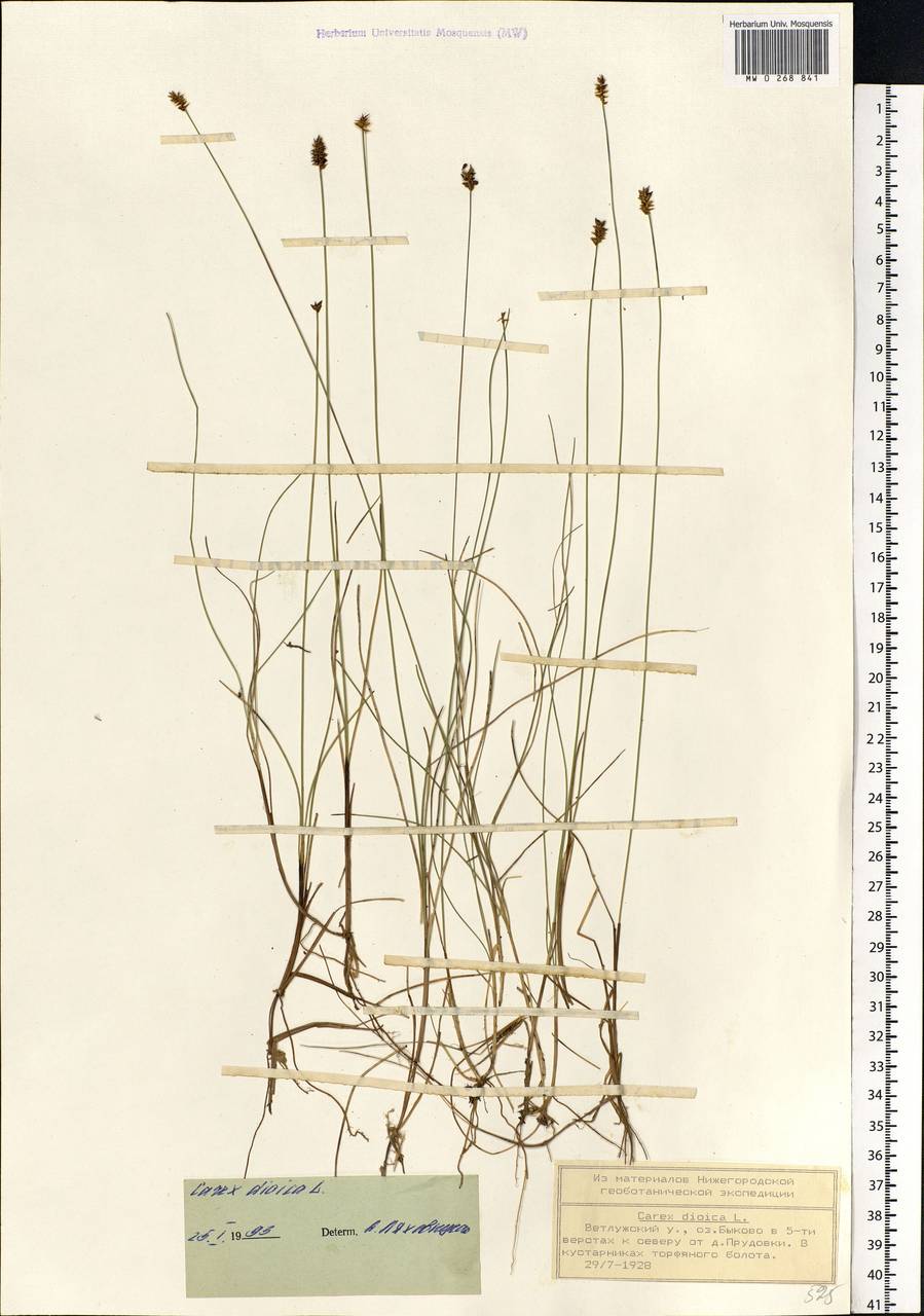 Carex dioica L., Eastern Europe, Volga-Kama region (E7) (Russia)