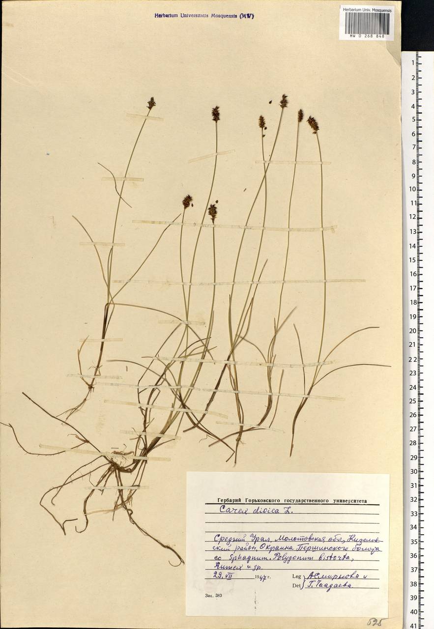 Carex dioica L., Eastern Europe, Eastern region (E10) (Russia)
