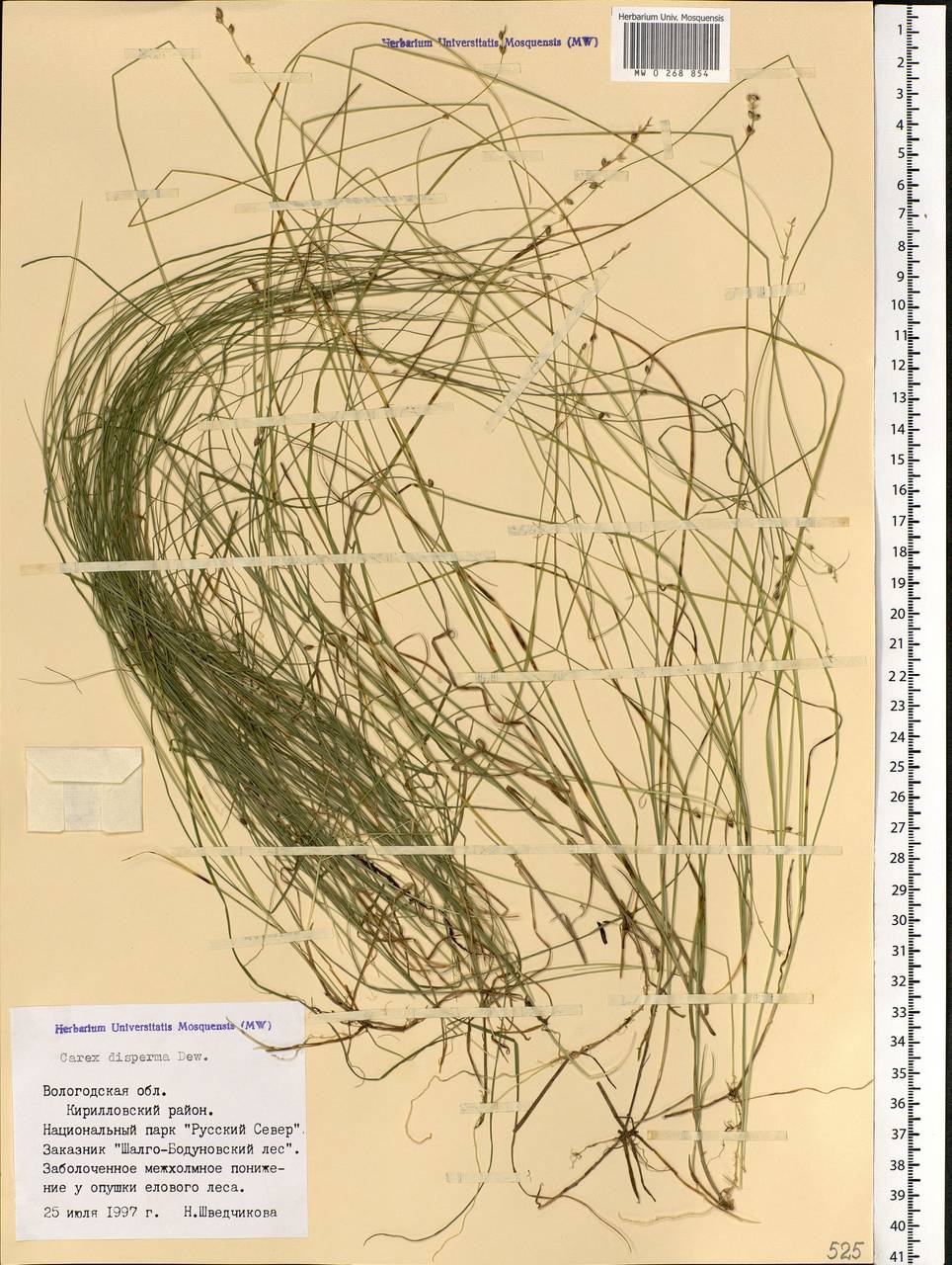 Carex disperma Dewey, Eastern Europe, Northern region (E1) (Russia)