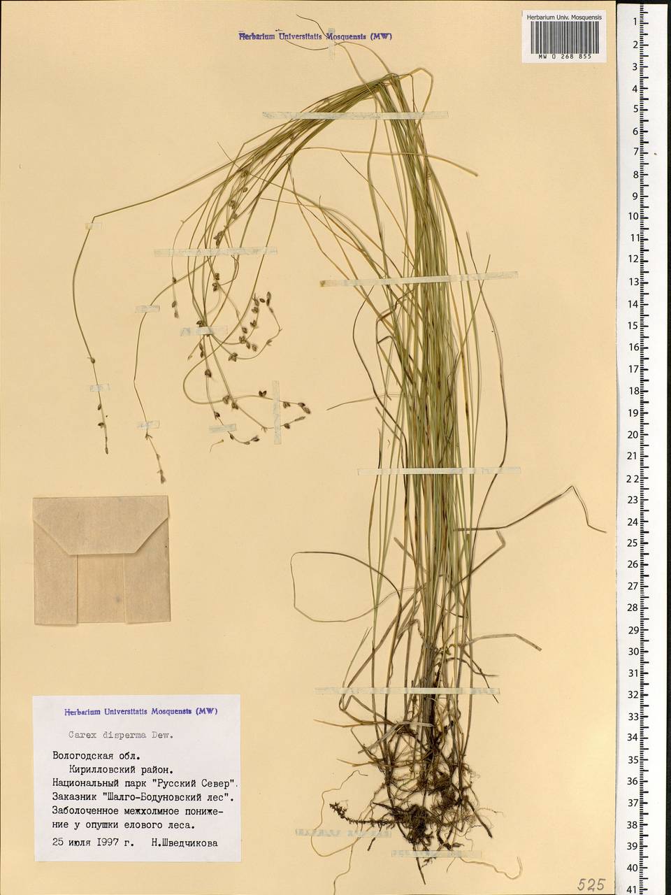 Carex disperma Dewey, Eastern Europe, Northern region (E1) (Russia)