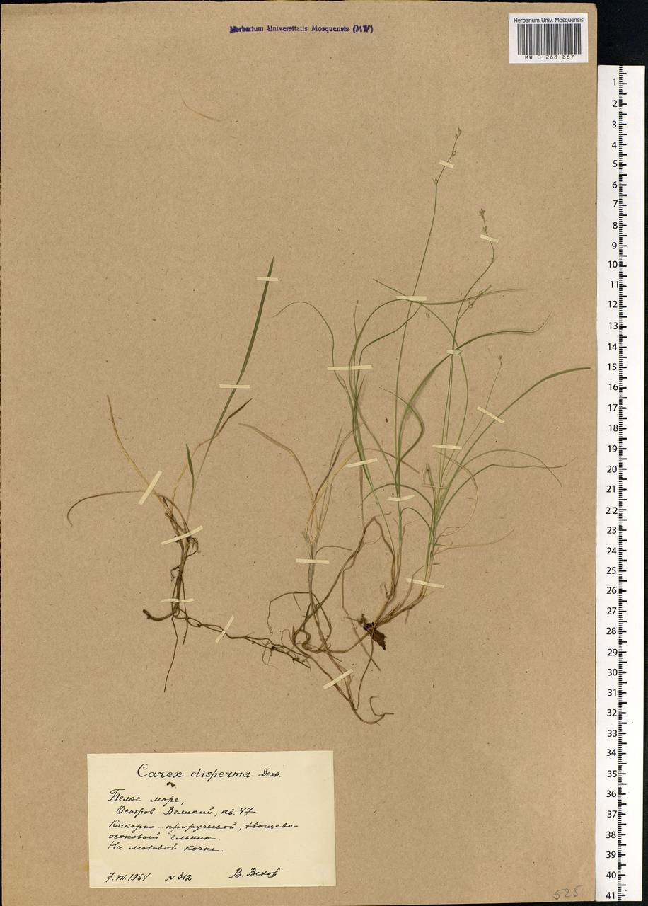 Carex disperma Dewey, Eastern Europe, Northern region (E1) (Russia)