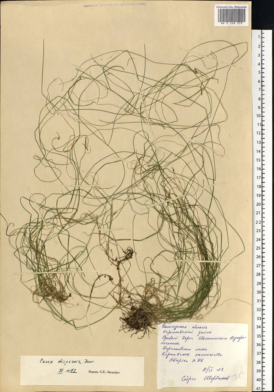 Carex disperma Dewey, Eastern Europe, Northern region (E1) (Russia)