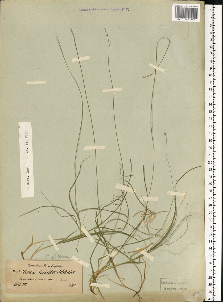 Carex disperma Dewey, Eastern Europe, North-Western region (E2) (Russia)