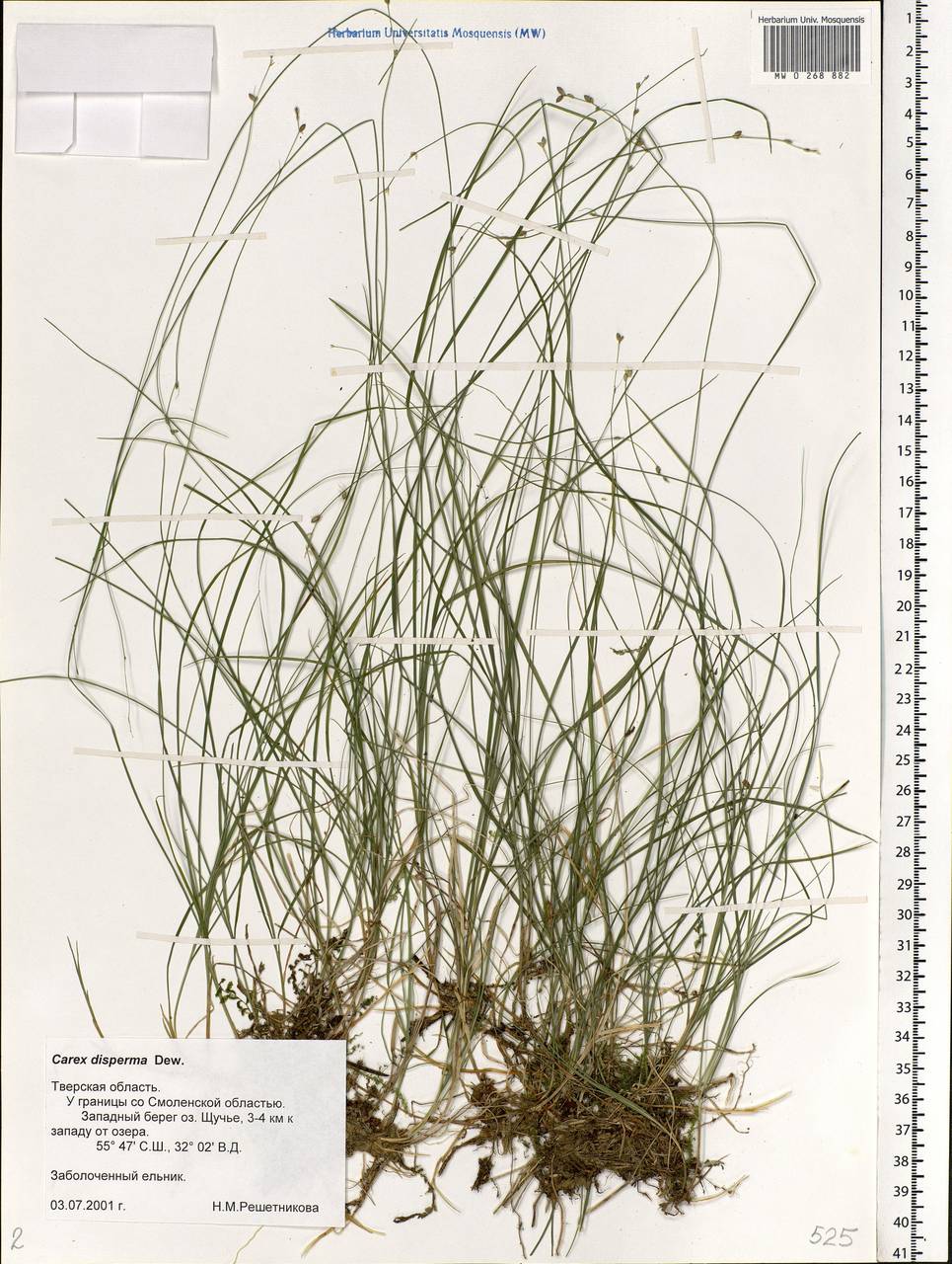 Carex disperma Dewey, Eastern Europe, North-Western region (E2) (Russia)