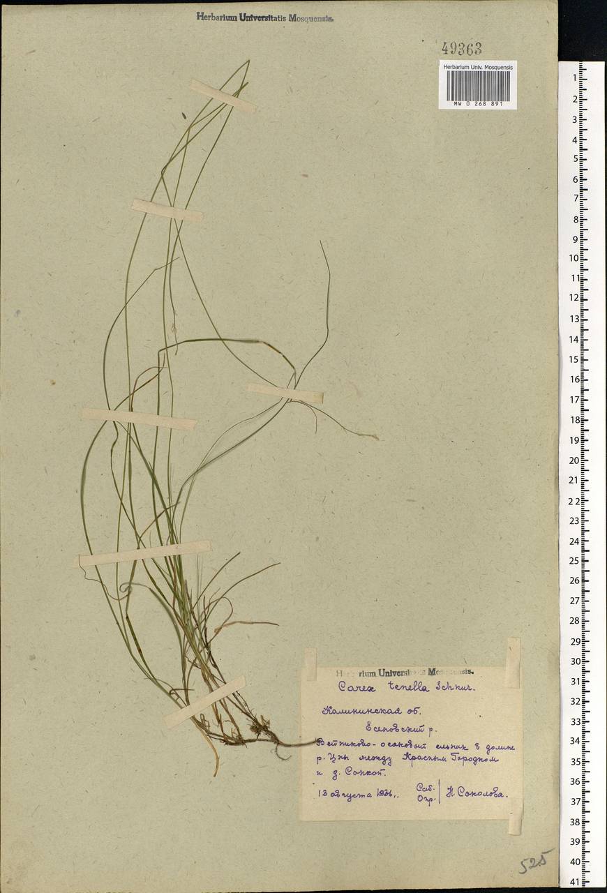 Carex disperma Dewey, Eastern Europe, North-Western region (E2) (Russia)