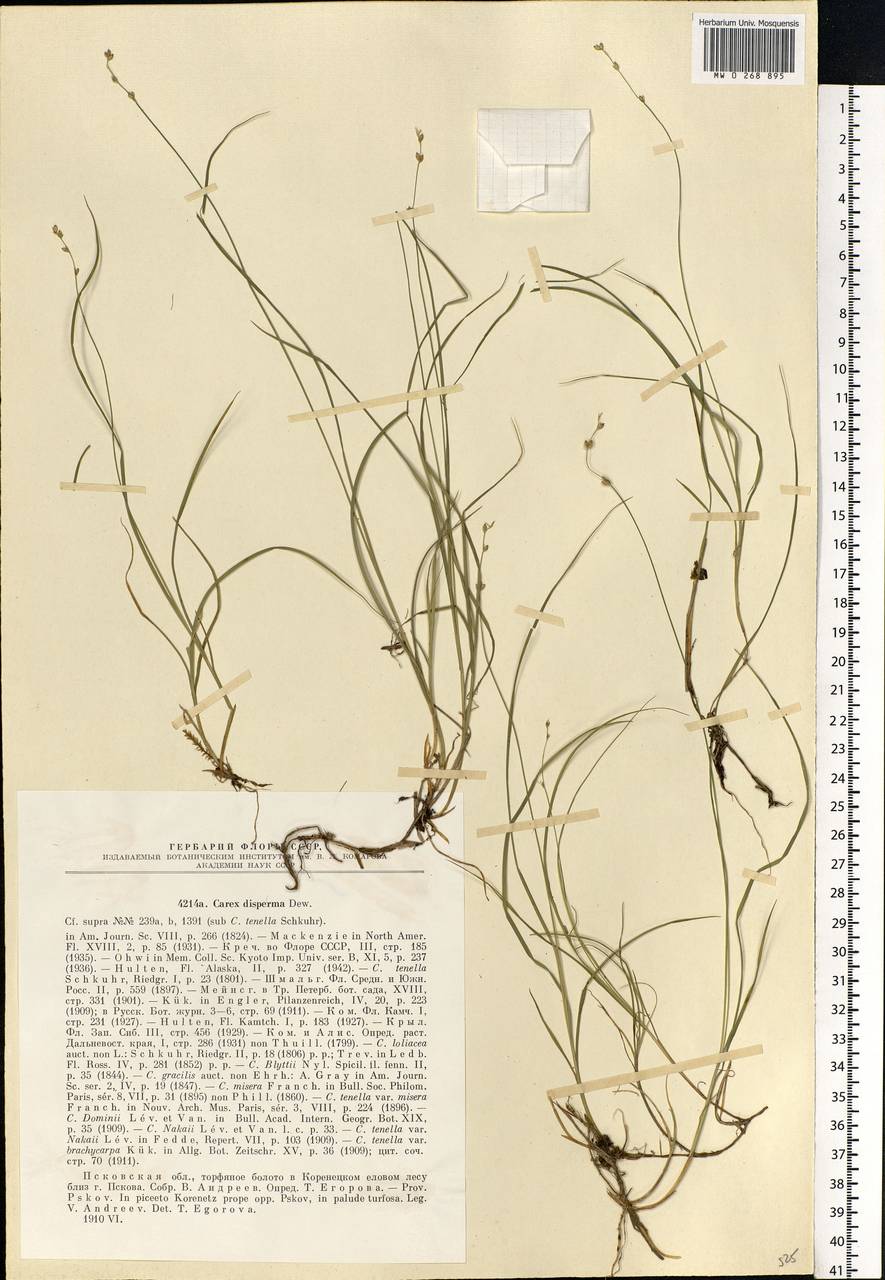 Carex disperma Dewey, Eastern Europe, North-Western region (E2) (Russia)