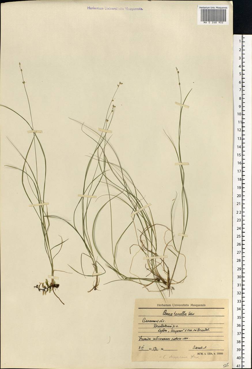 Carex disperma Dewey, Eastern Europe, Western region (E3) (Russia)